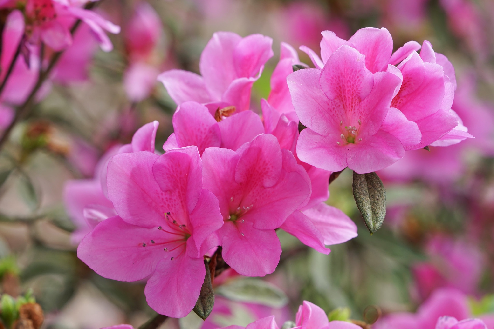 Download mobile wallpaper Flowers, Flower, Macro, Branch, Earth, Petal, Azalea for free.