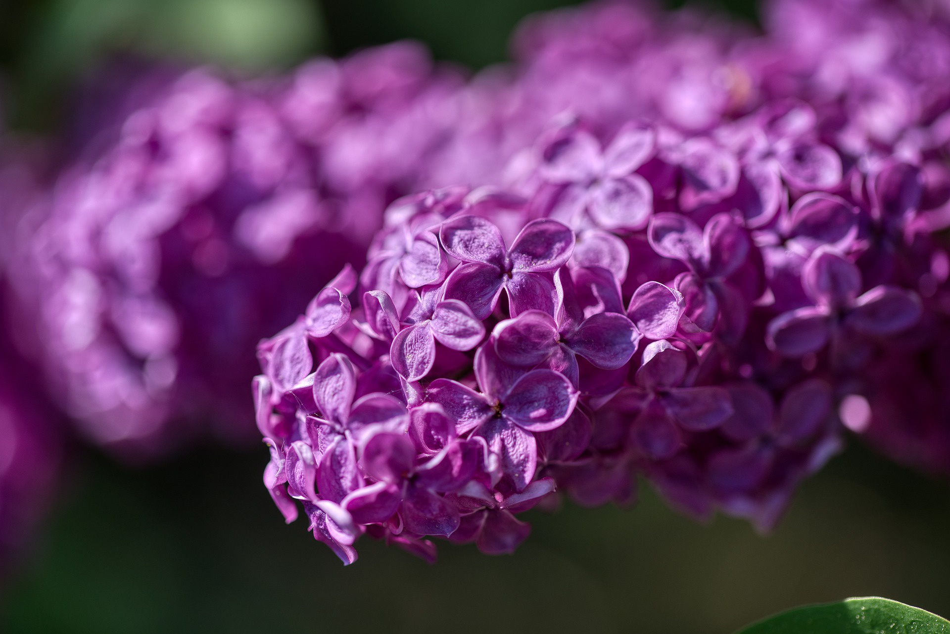 Descarga gratuita de fondo de pantalla para móvil de Flores, Lila, Tierra/naturaleza.