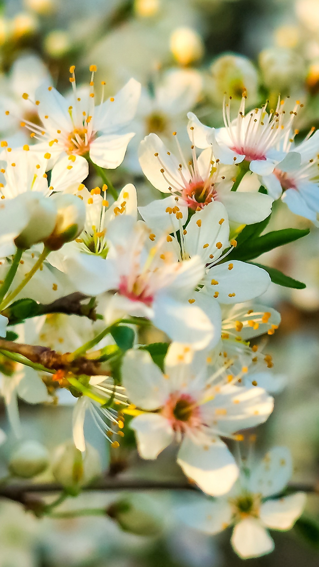 Download mobile wallpaper Flowers, Flower, Macro, Blur, Close Up, Earth, White Flower, Blossom for free.