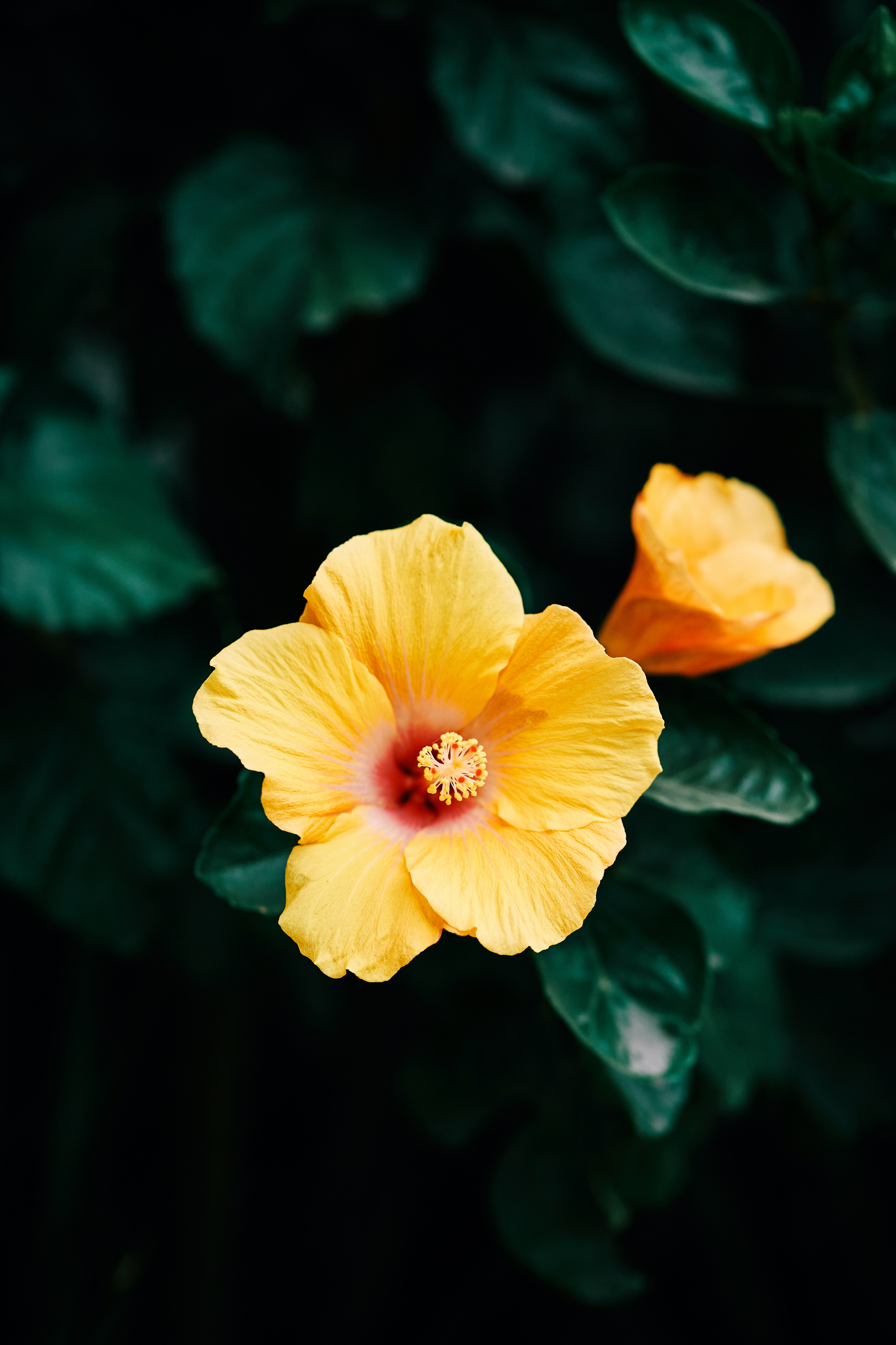 116280 Hintergrundbild herunterladen blumen, gelb, blume, pflanze, blühen, blühenden, hibiskus, hibiscus - Bildschirmschoner und Bilder kostenlos