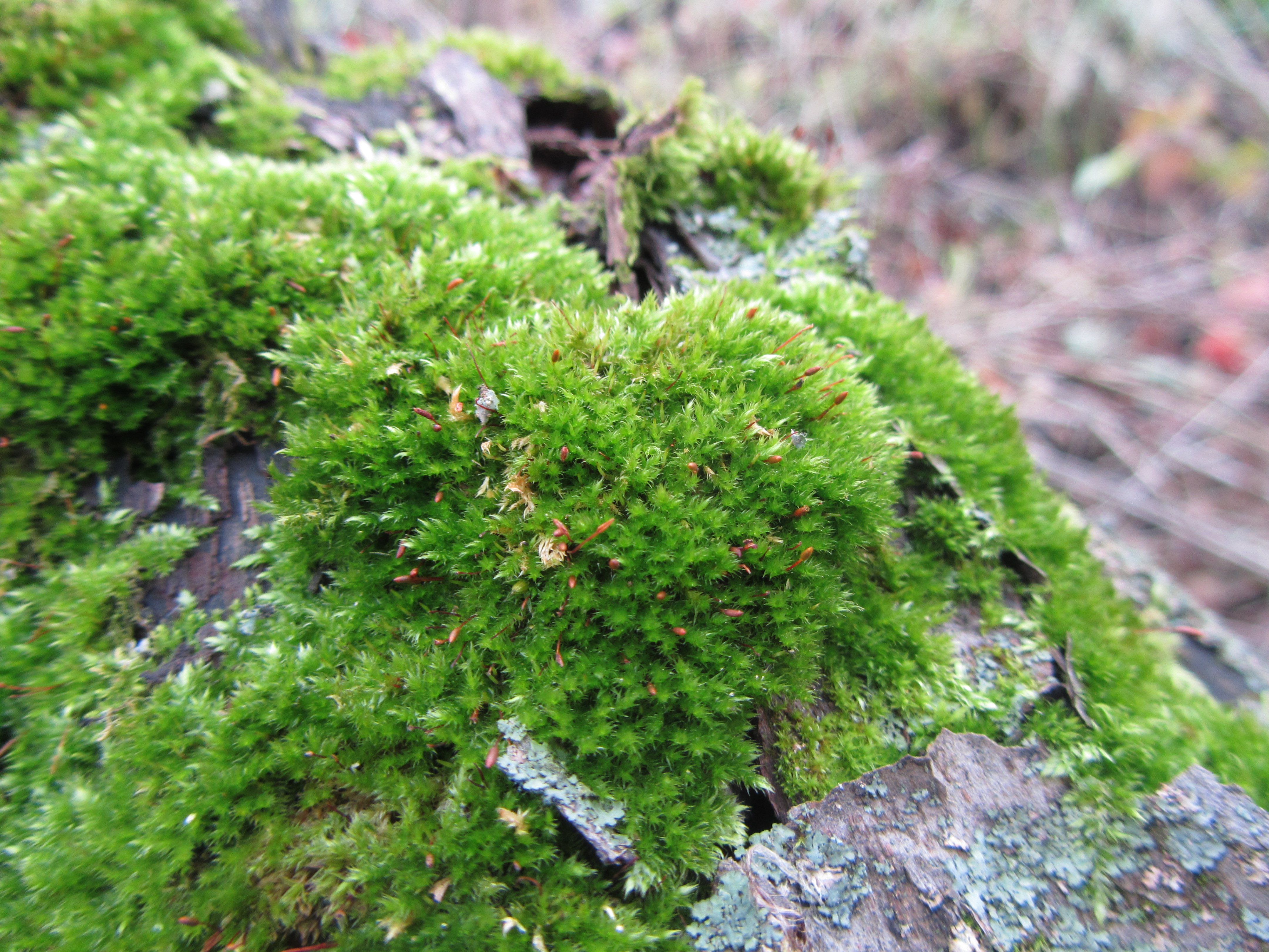 Laden Sie das Moos, Erde/natur-Bild kostenlos auf Ihren PC-Desktop herunter