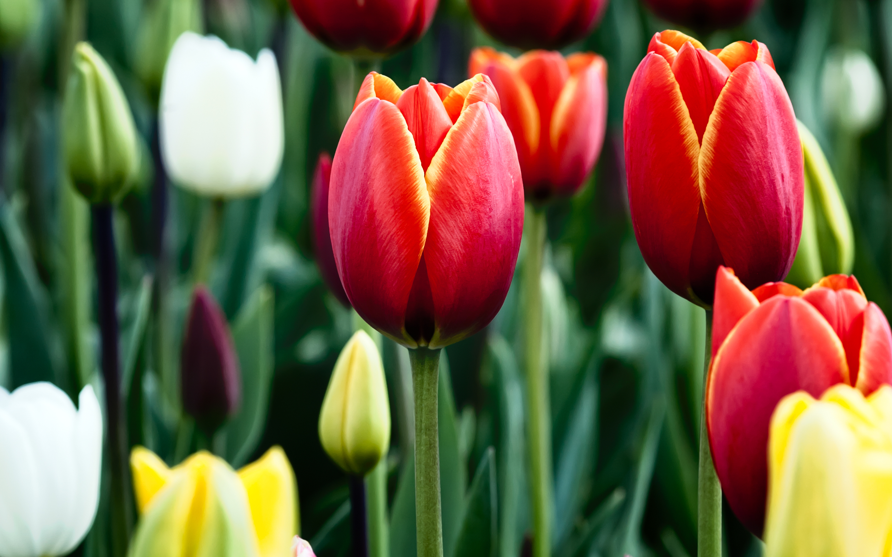 Téléchargez des papiers peints mobile Tulipe, Fleurs, La Nature, Fleur, Terre/nature gratuitement.
