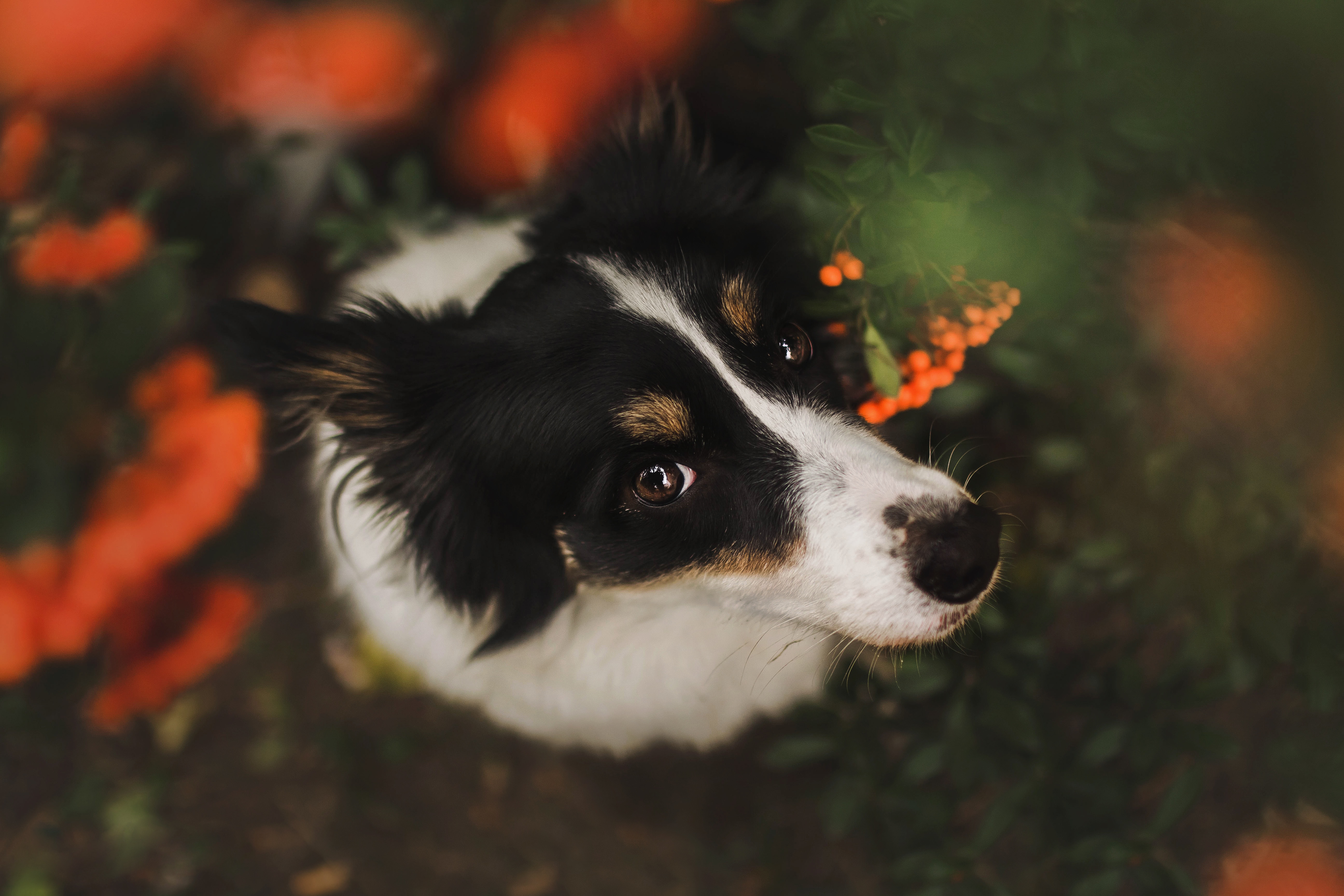 Handy-Wallpaper Tiere, Hunde, Hund, Border Collie kostenlos herunterladen.