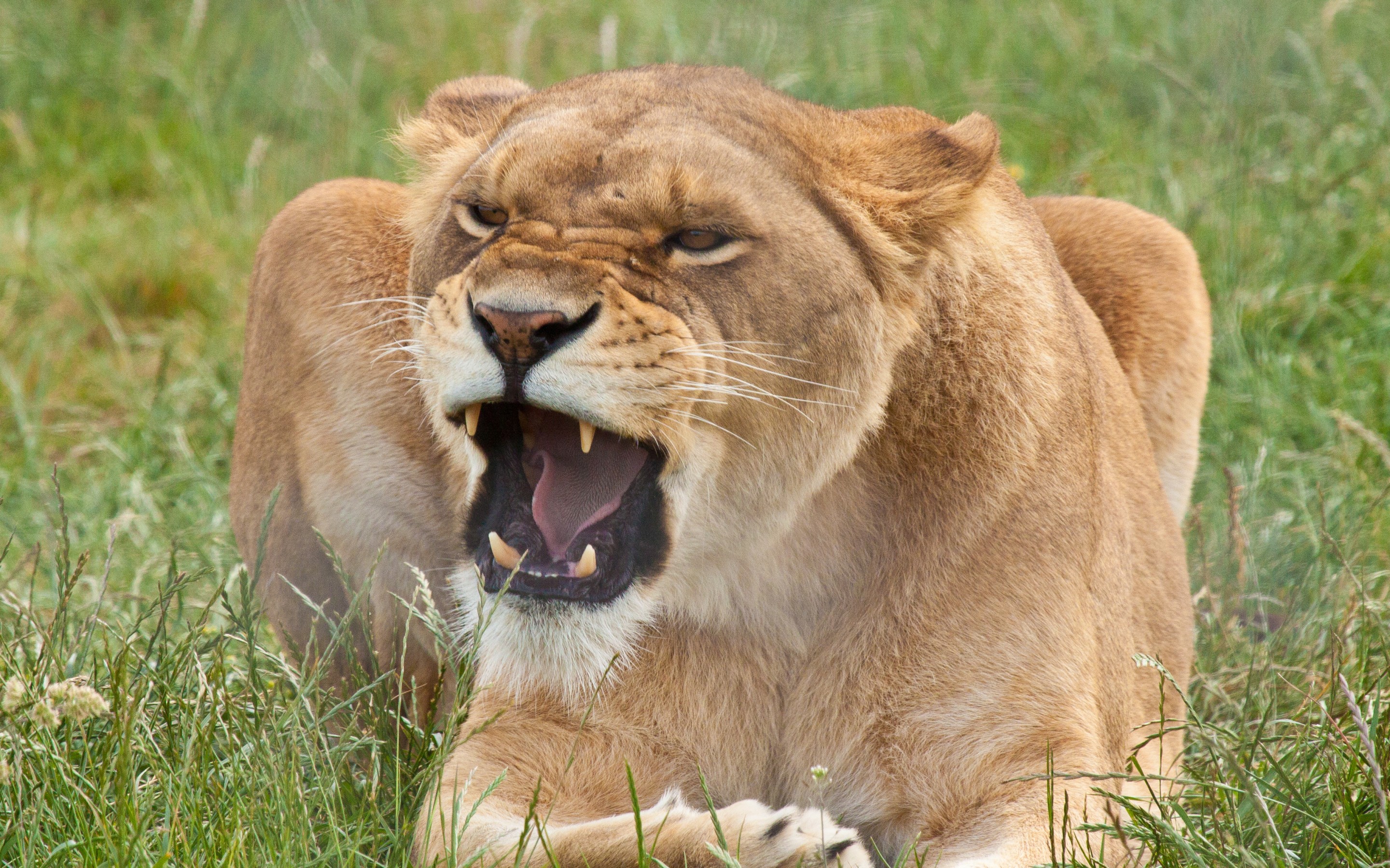 Téléchargez des papiers peints mobile Animaux, Chats, Lion gratuitement.