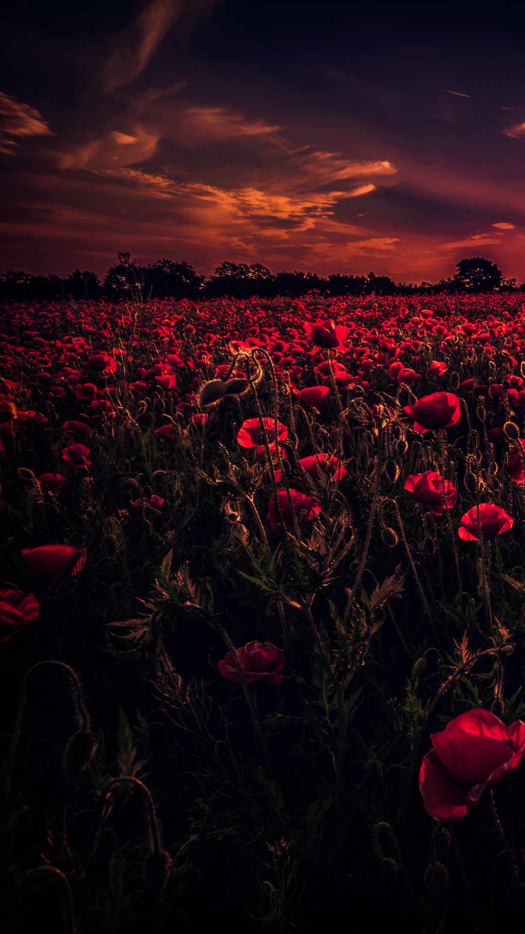 Download mobile wallpaper Flowers, Sunset, Sky, Earth, Field, Poppy, Red Flower for free.