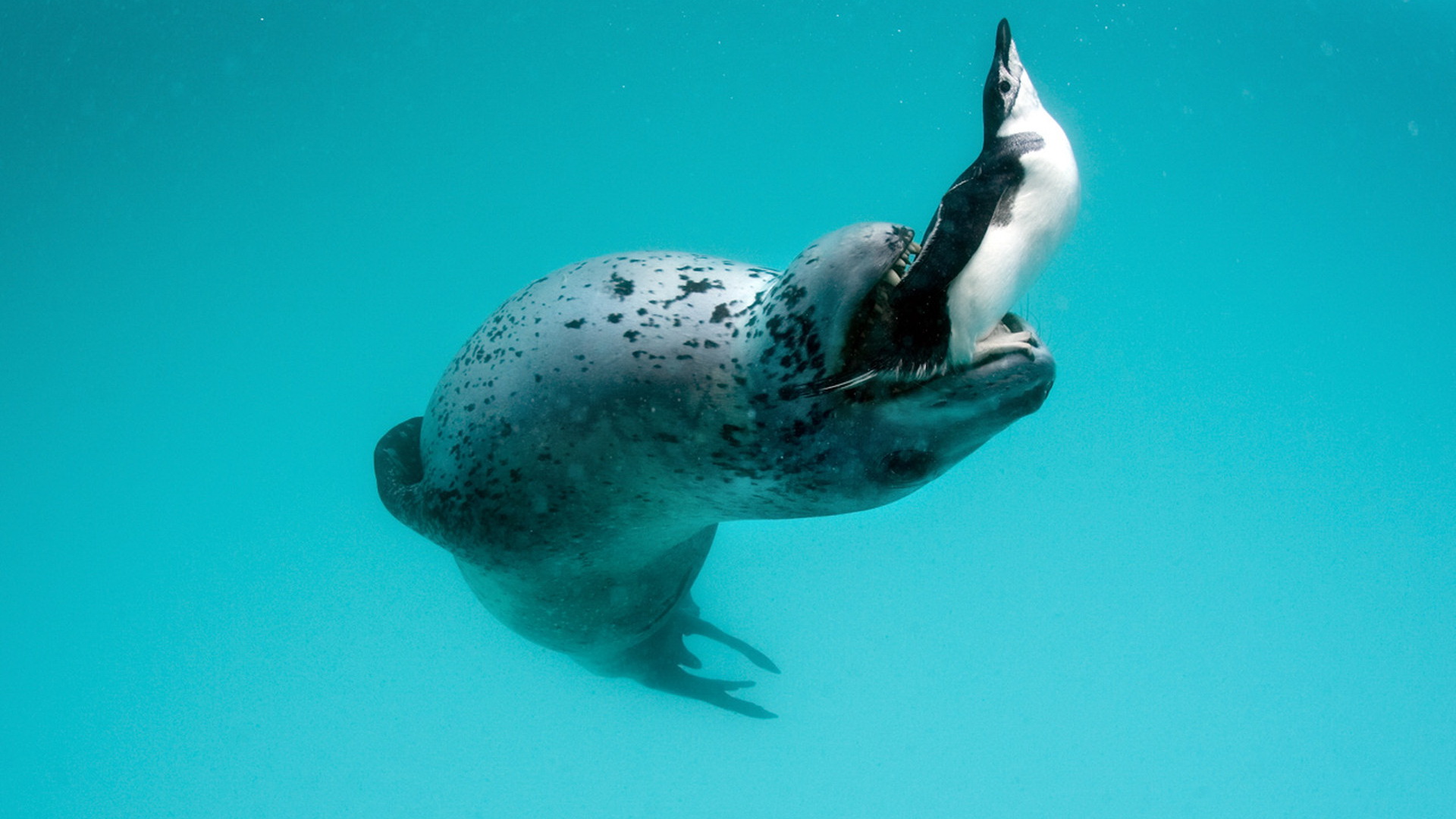 1477170 descargar fondo de pantalla animales, foca leopardo: protectores de pantalla e imágenes gratis