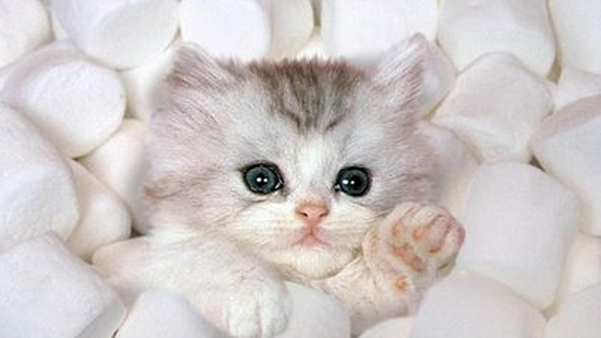 animal, cat, cute, fluffy, kitten, white Desktop Wallpaper
