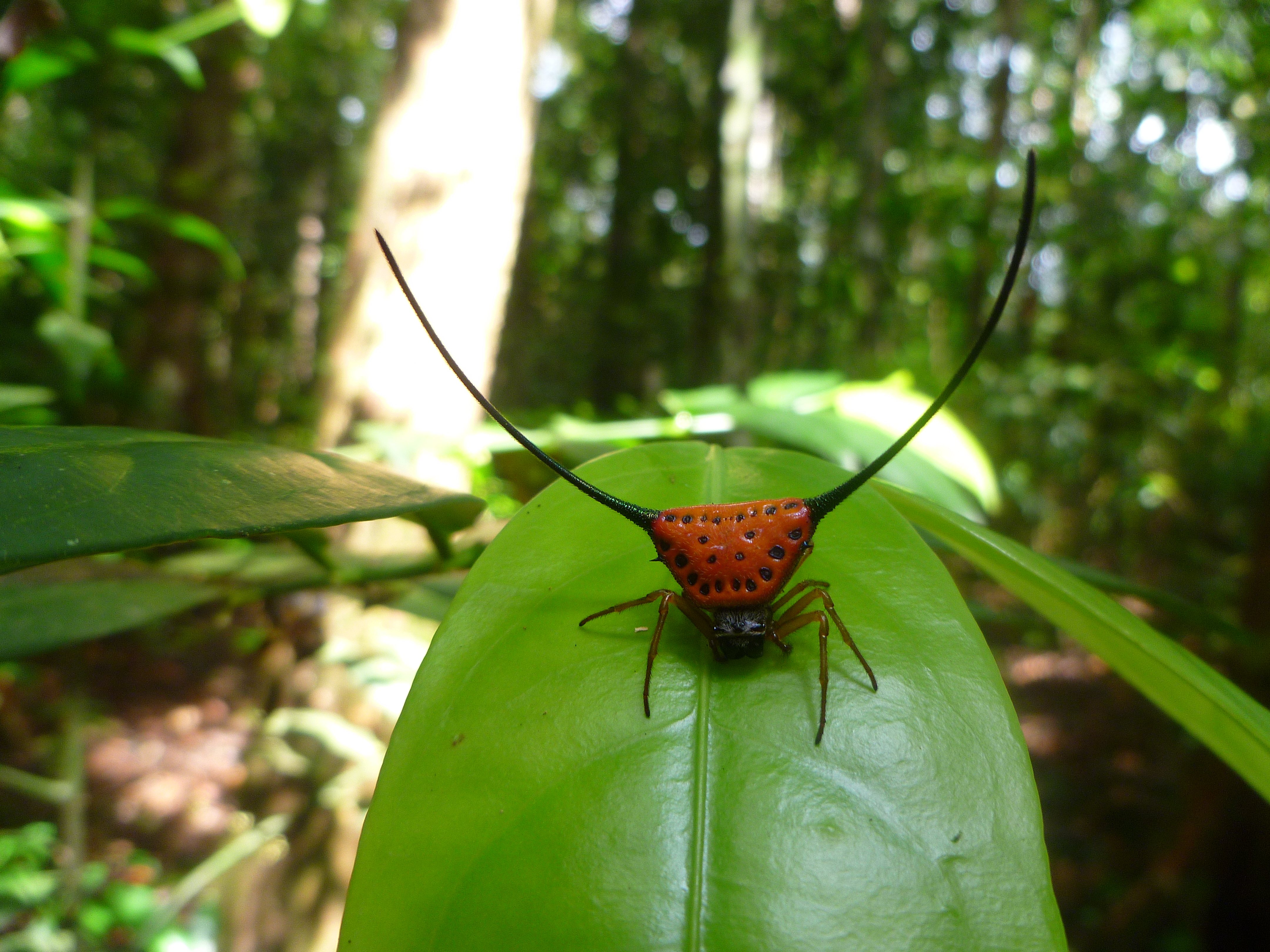 Descarga gratuita de fondo de pantalla para móvil de Animales, Insecto.