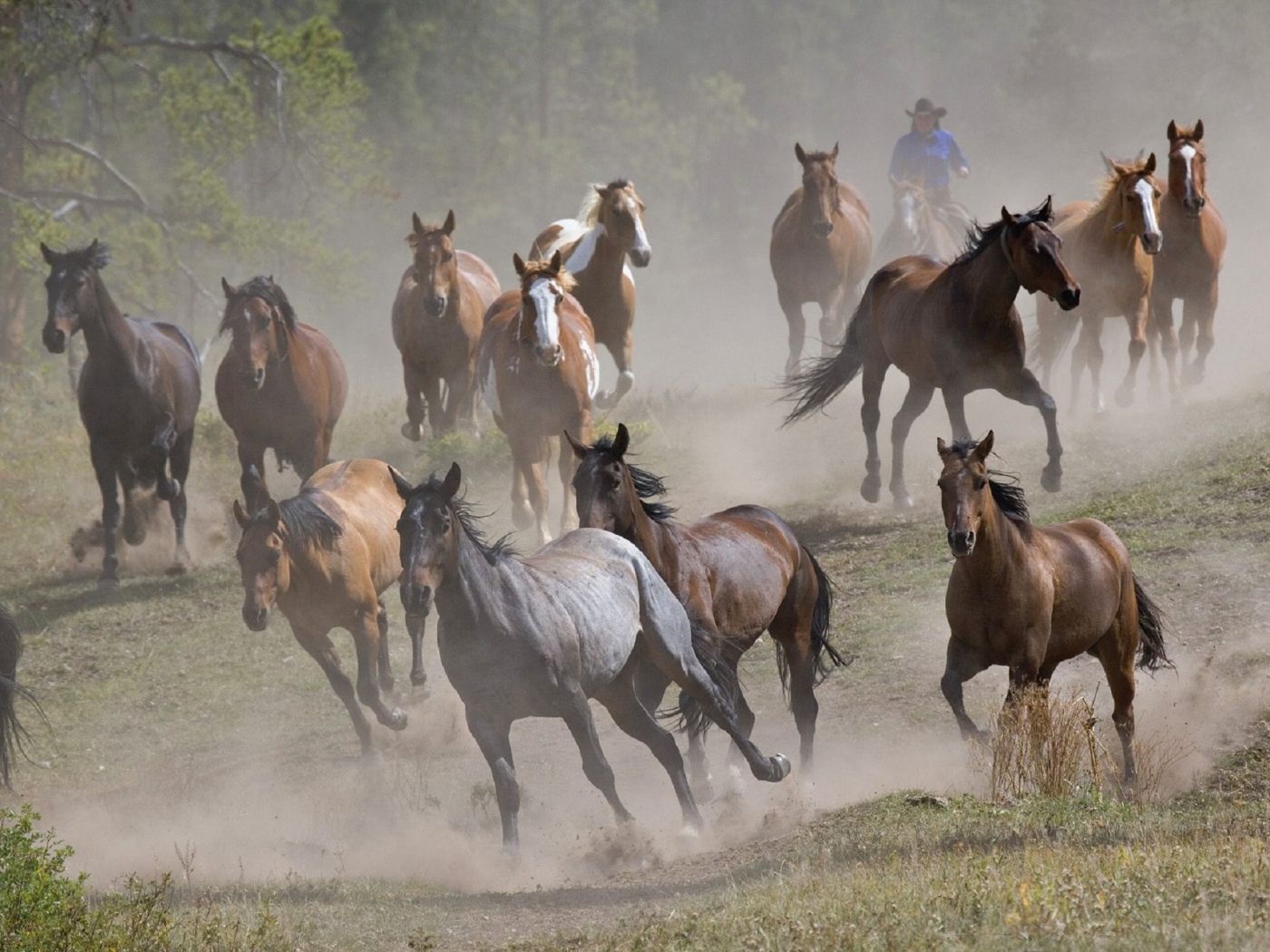 horses, animals 1080p
