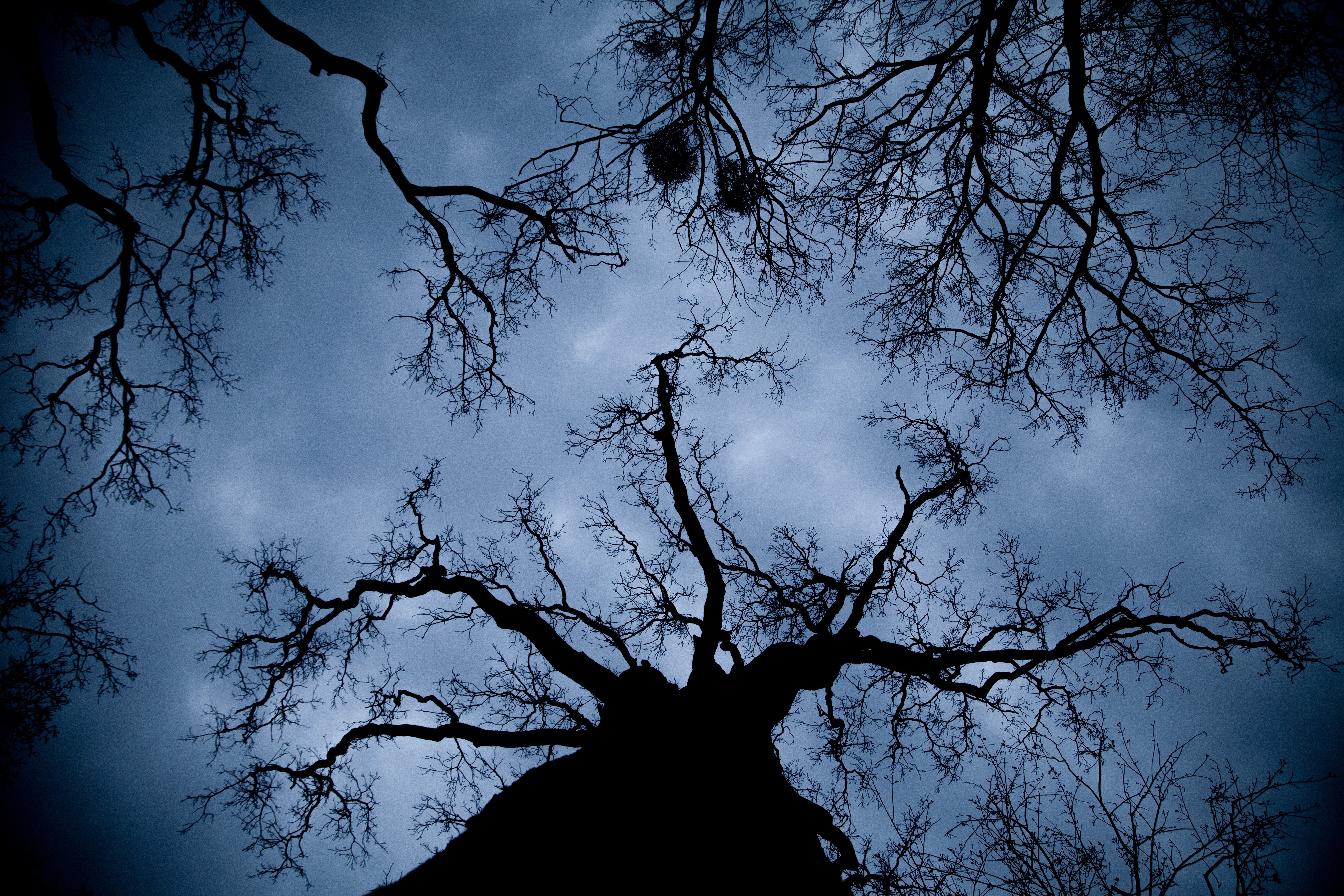 Desktop FHD nature, night, wood, tree, branches, outlines, bottom view