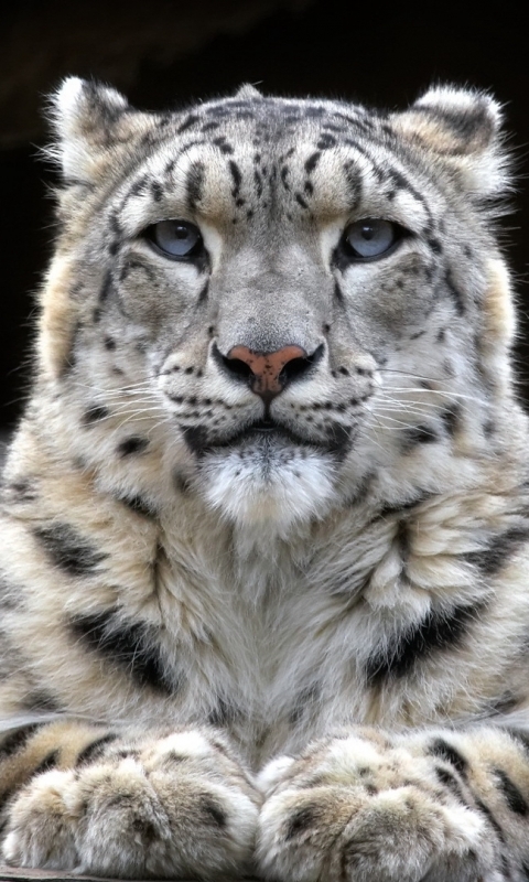 Descarga gratuita de fondo de pantalla para móvil de Animales, Gatos, Leopardo De Las Nieves.