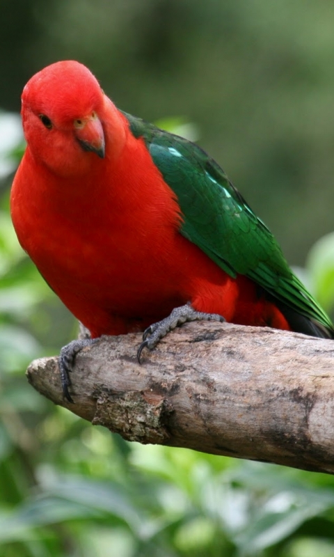 Download mobile wallpaper Birds, Animal, Parrot, King Parrot for free.