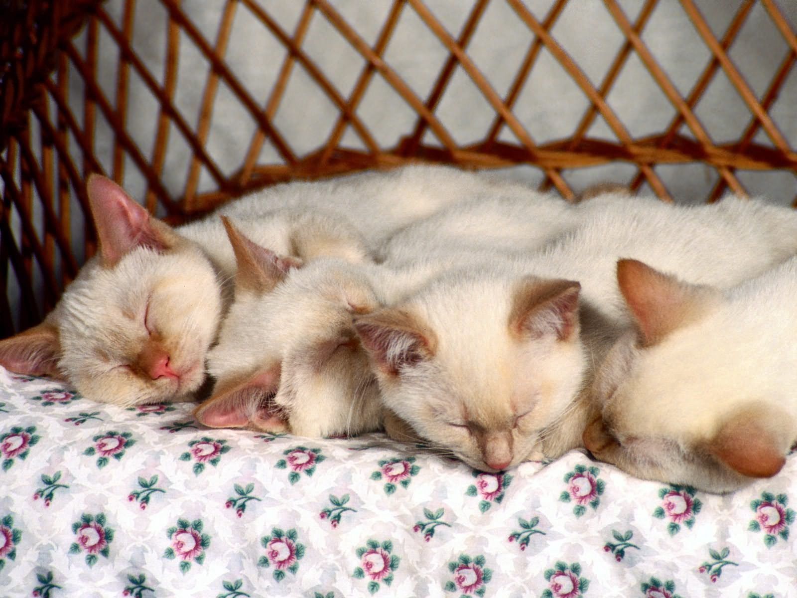 97166壁紙のダウンロード動物, 子猫, たくさん, 幼児, キッズ, 寝る, 寝ている-スクリーンセーバーと写真を無料で