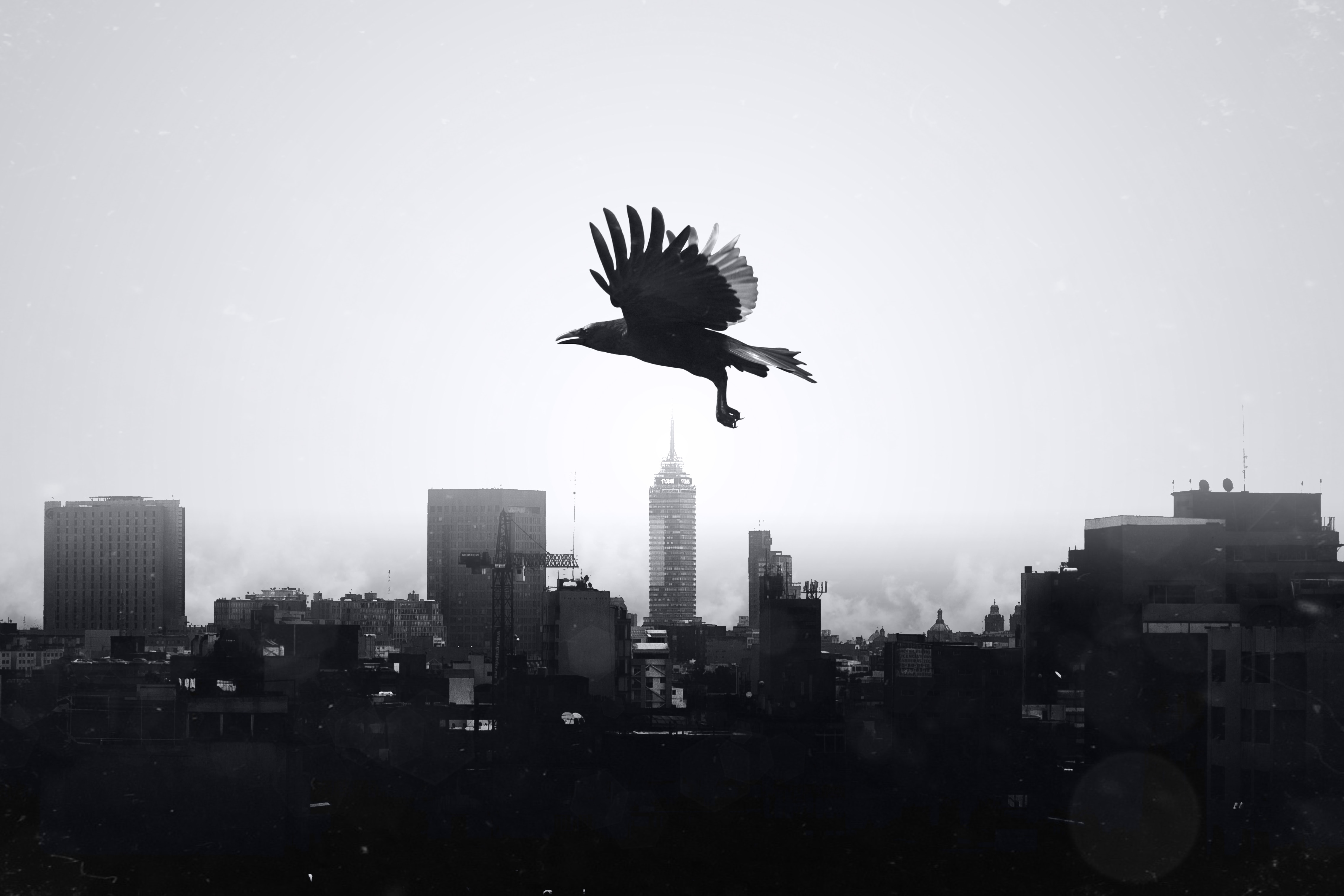 raven, bird, animals, city, flight, bw, chb iphone wallpaper