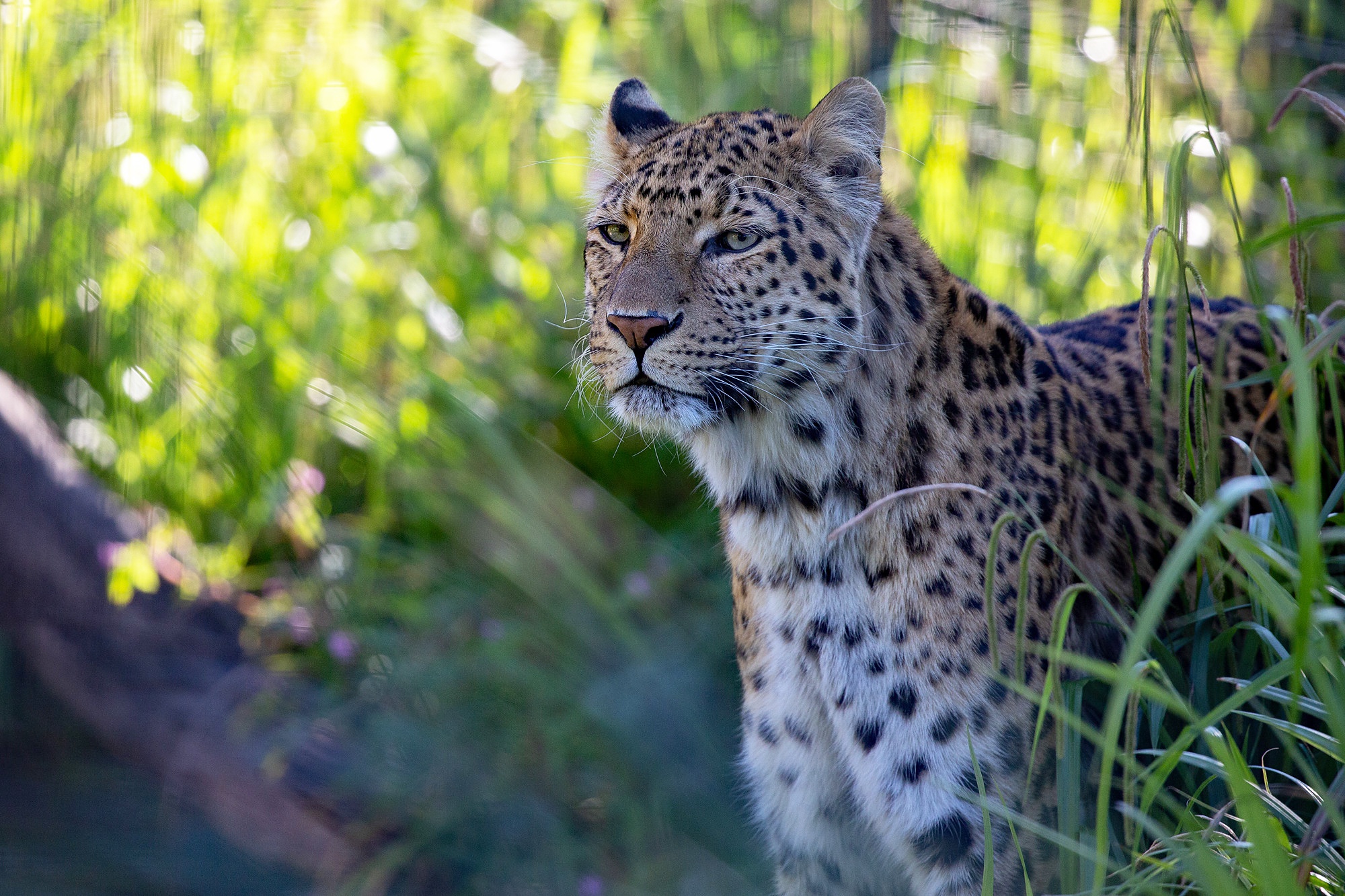 Handy-Wallpaper Tiere, Katzen, Leopard kostenlos herunterladen.