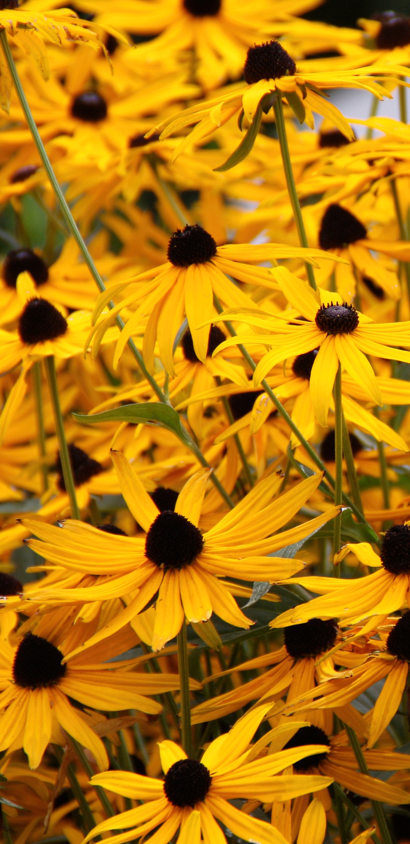 Descarga gratuita de fondo de pantalla para móvil de Flores, Flor, Tierra/naturaleza.