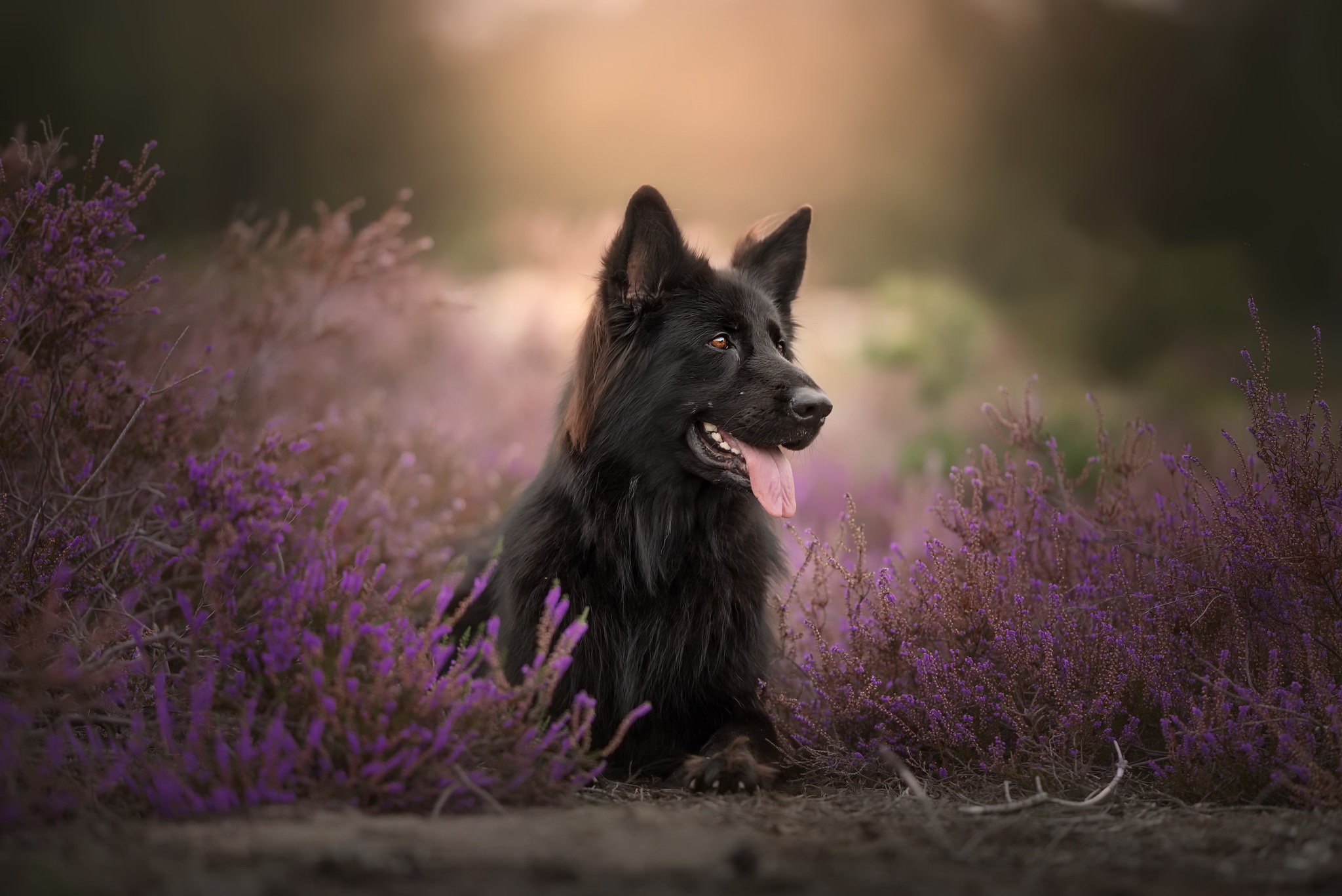 Laden Sie das Tiere, Hunde, Hund, Schäferhund, Lavendel-Bild kostenlos auf Ihren PC-Desktop herunter