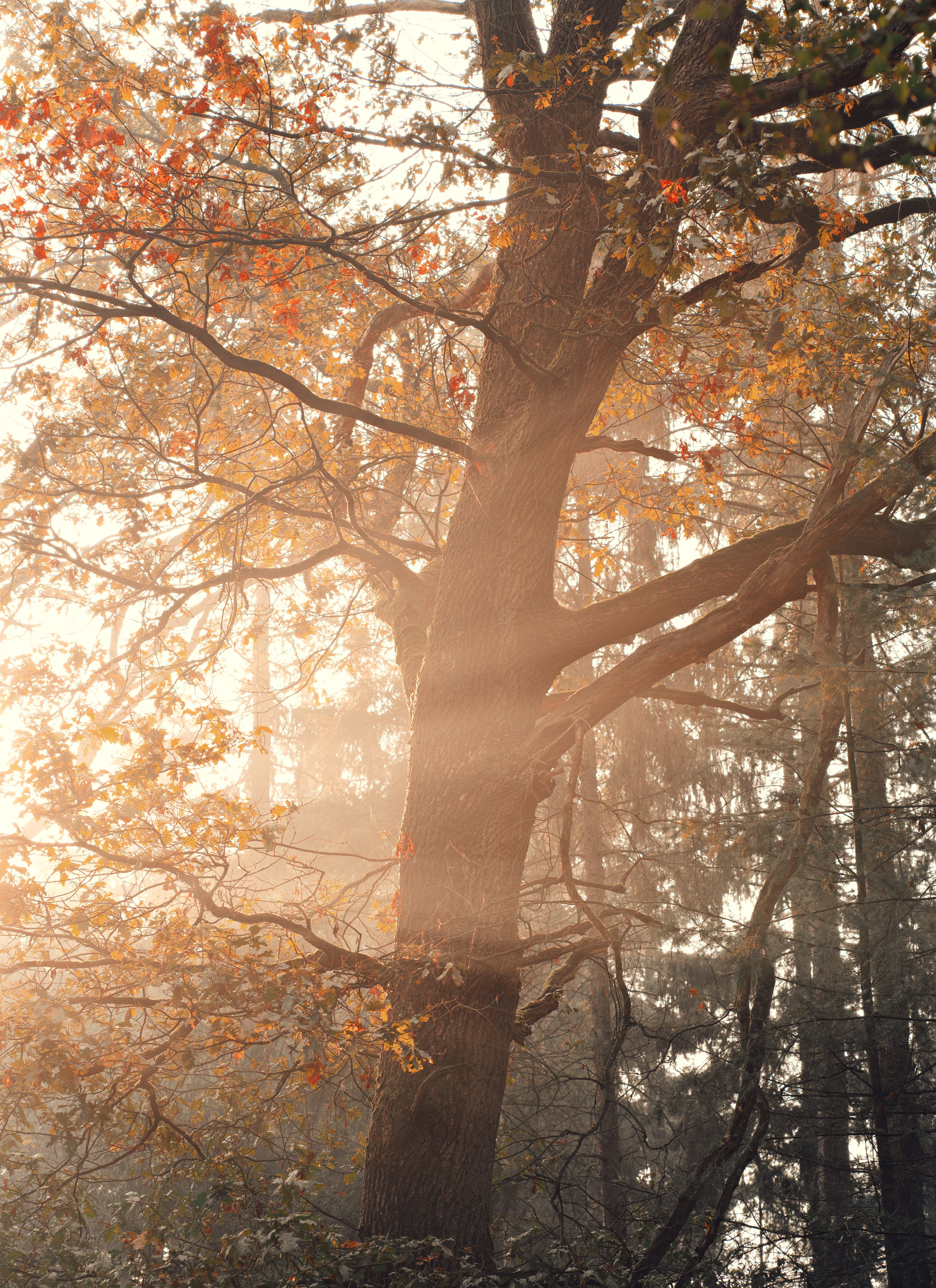 Download mobile wallpaper Beams, Branches, Wood, Rays, Tree, Nature, Leaves for free.