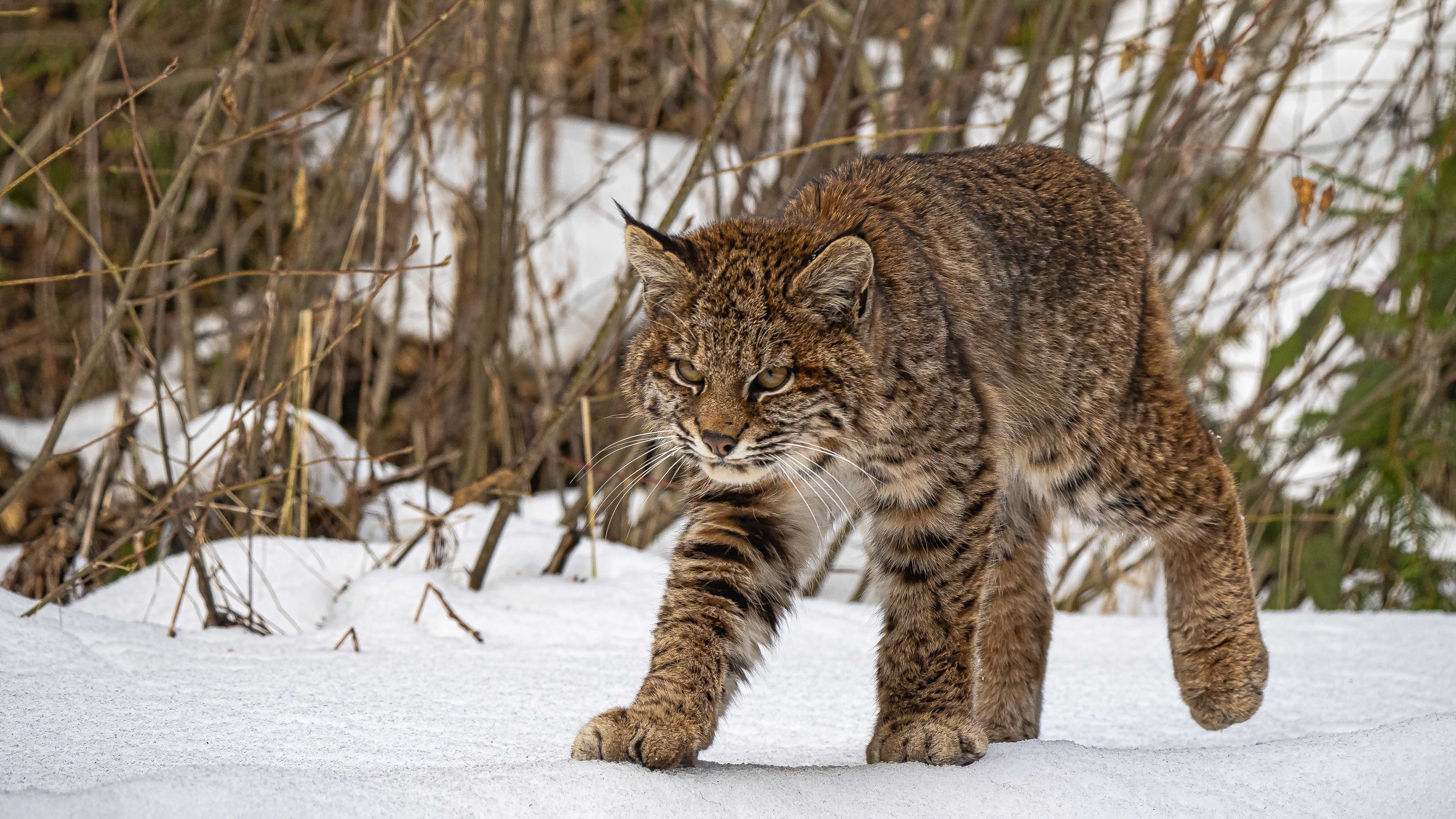 Free download wallpaper Cats, Snow, Animal, Lynx on your PC desktop