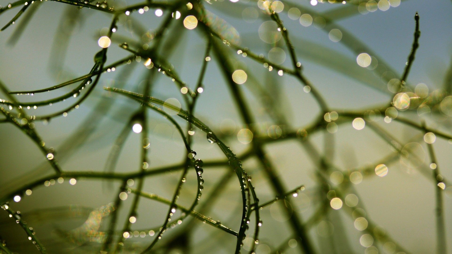 Download mobile wallpaper Grass, Branches, Macro, Dew, Drops for free.