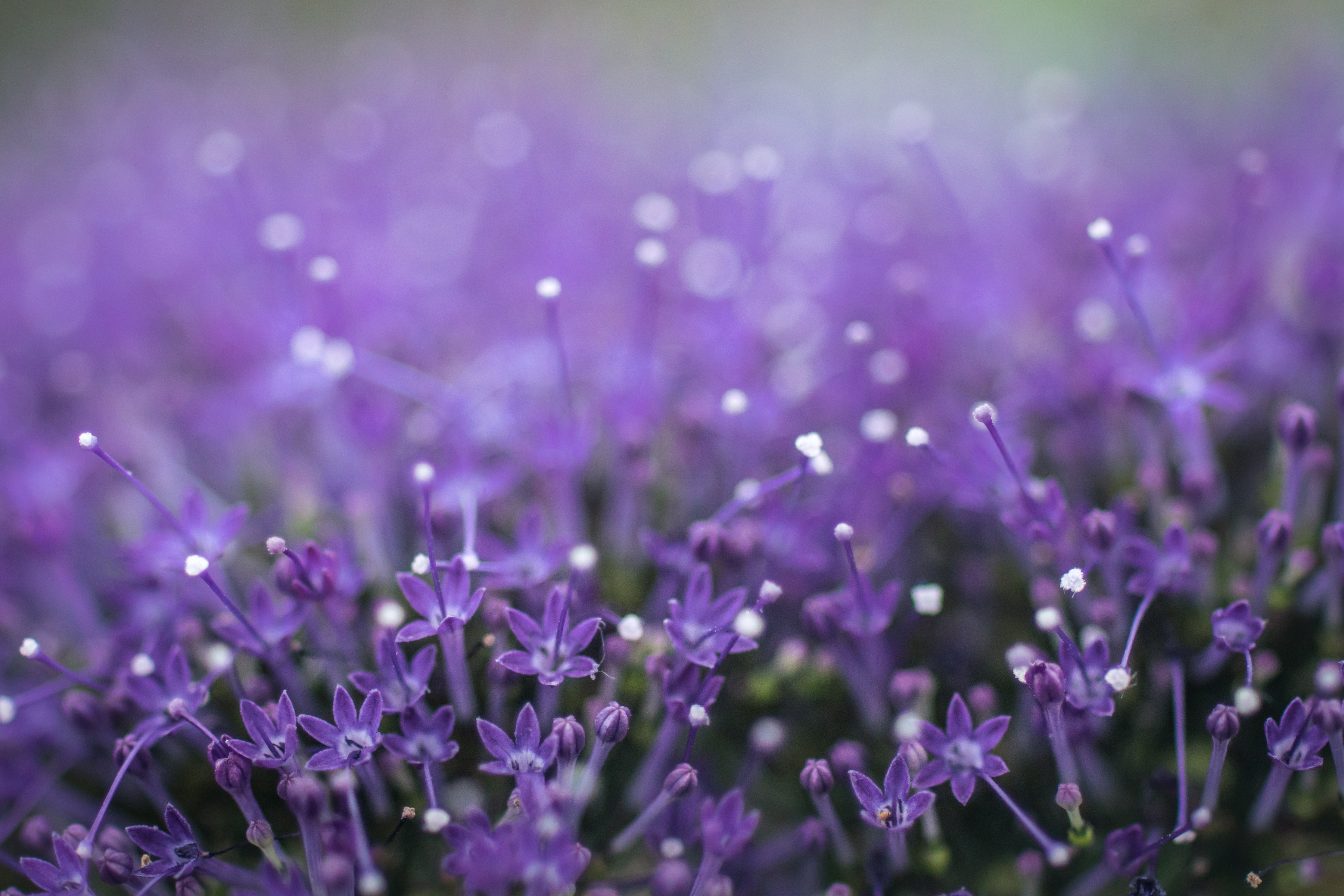 無料モバイル壁紙自然, フラワーズ, 花, 地球, ぼかし, 紫色の花をダウンロードします。