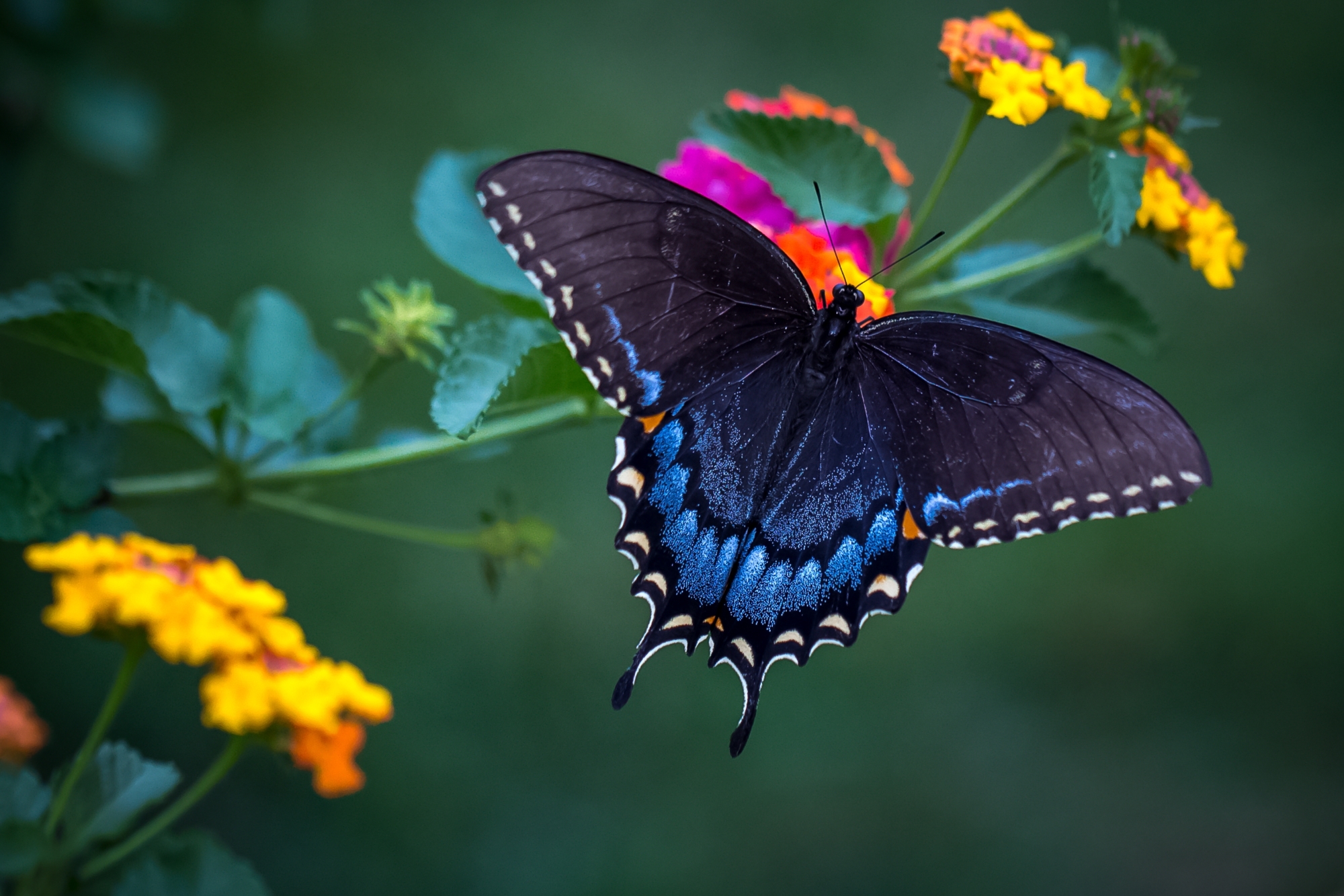 Descarga gratuita de fondo de pantalla para móvil de Animales, Flor, Insecto, Mariposa, Macrofotografía.