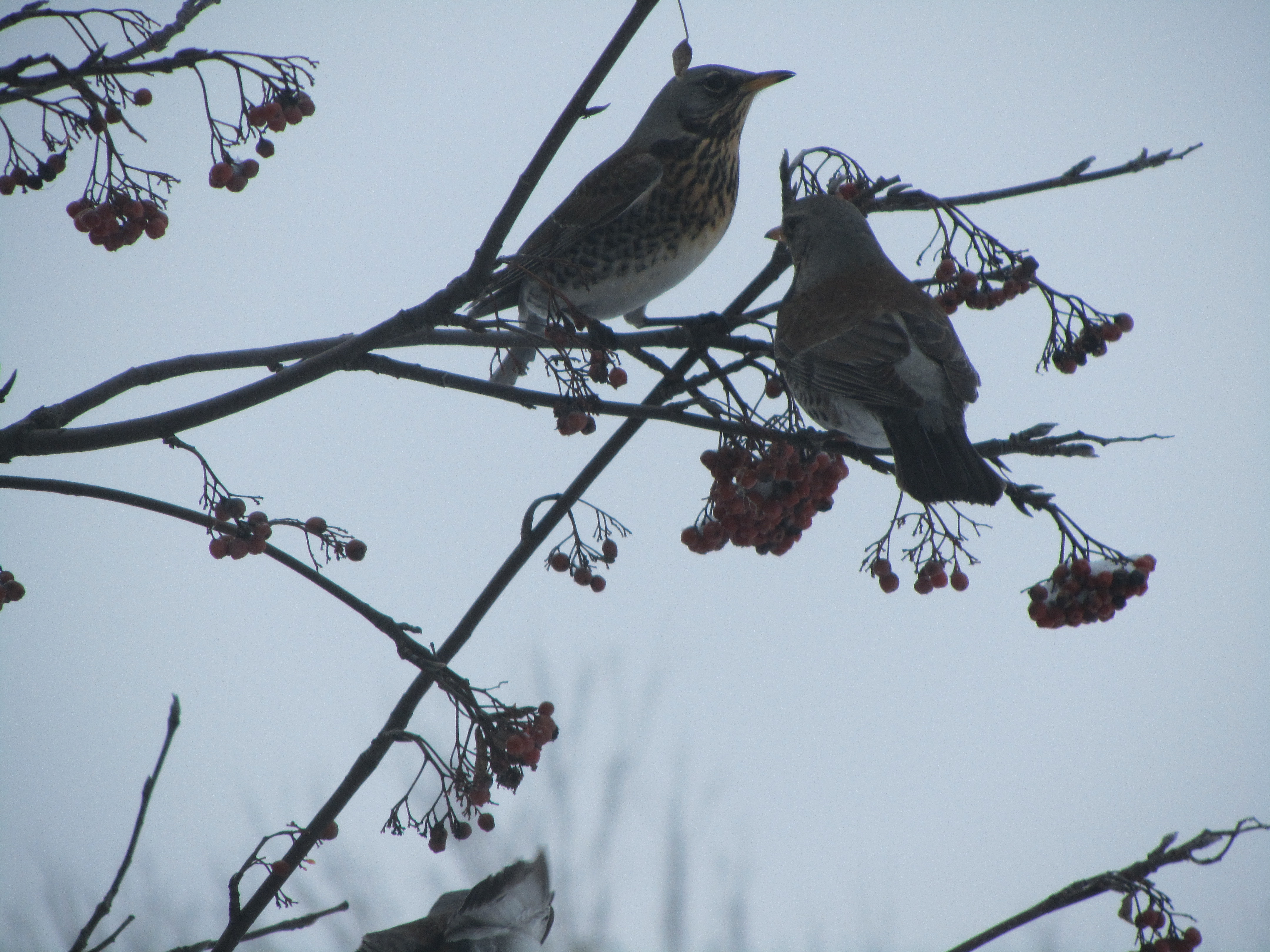 Free download wallpaper Bird, Animal on your PC desktop