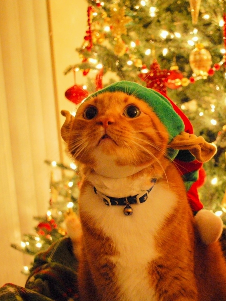 Download mobile wallpaper Cat, Christmas, Holiday, Christmas Tree, Humor, Christmas Ornaments, Santa Hat for free.