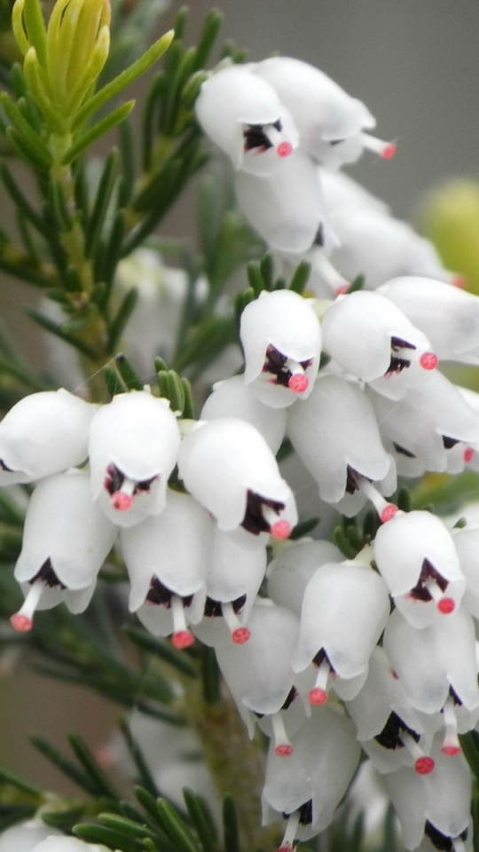 Descarga gratuita de fondo de pantalla para móvil de Flores, Flor, Tierra/naturaleza.