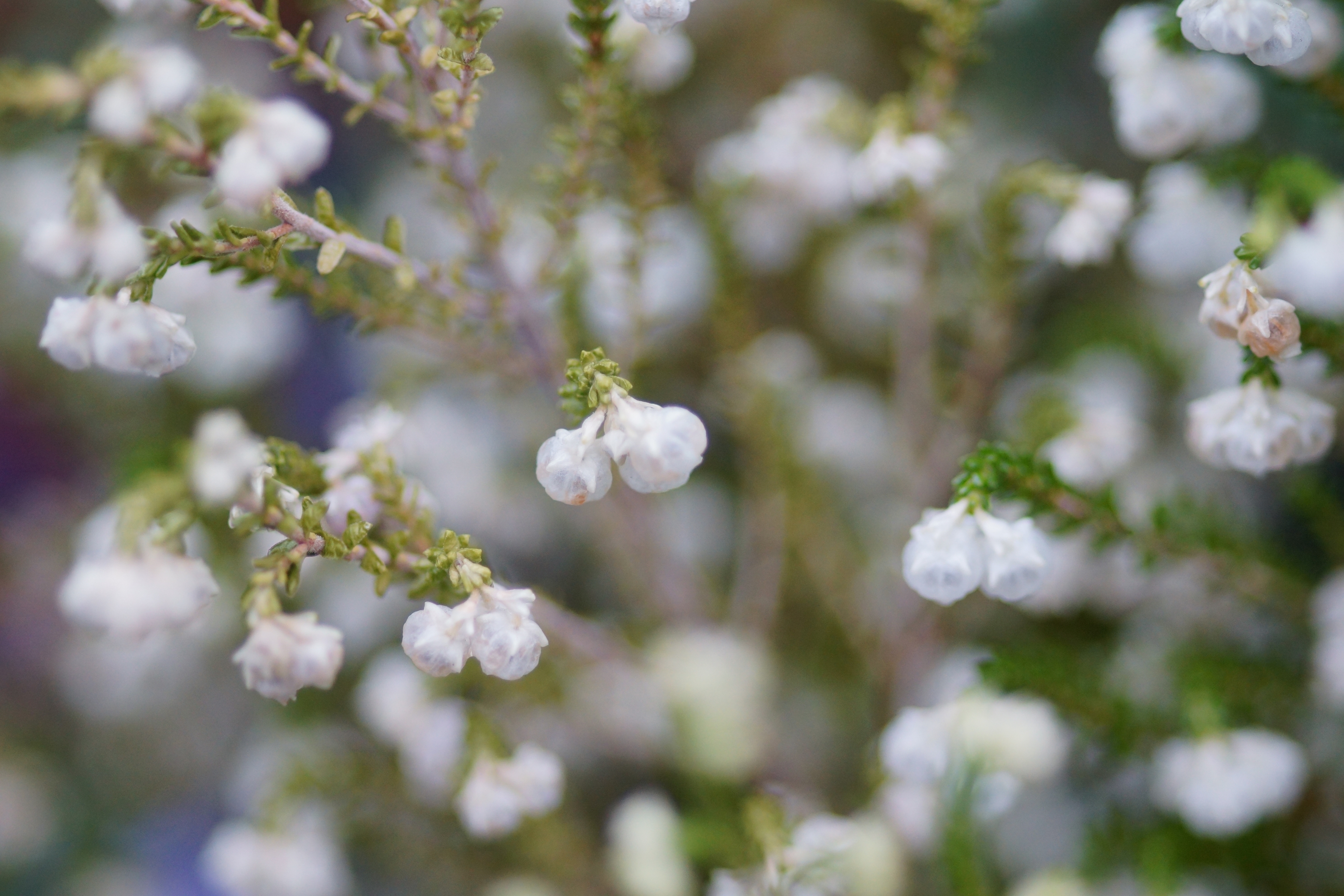 Free download wallpaper Flowers, Earth, Blossom on your PC desktop