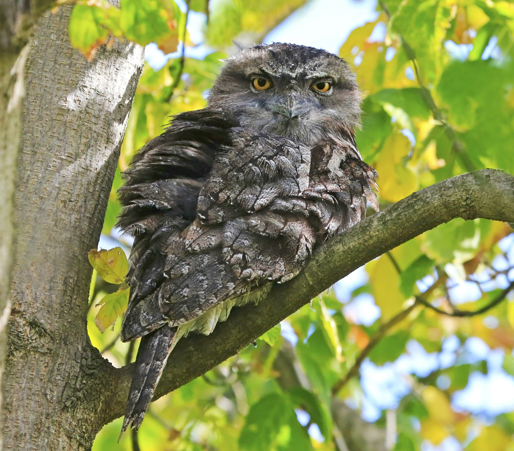 Завантажити шпалери Tawny Frogmouth на телефон безкоштовно