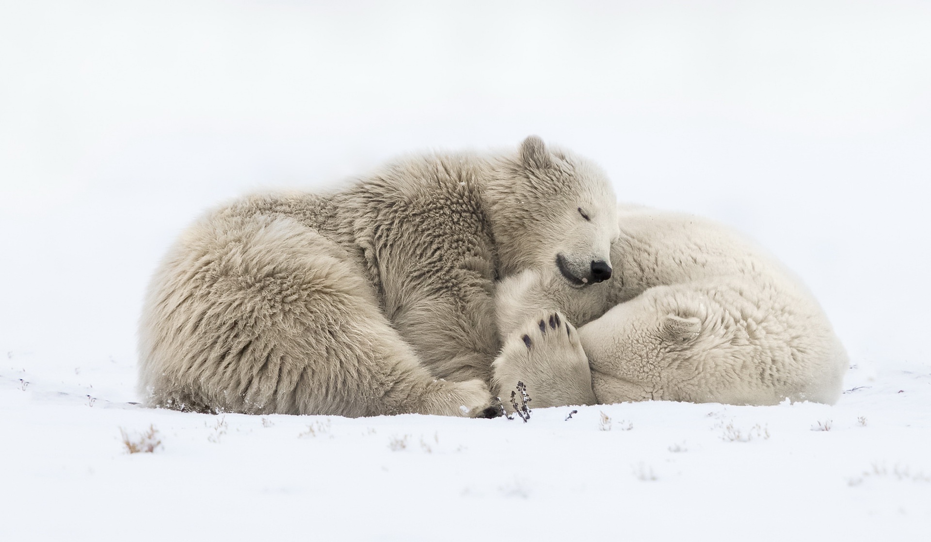 Скачать картинку Животные, Снег, Медведи, Белый, Полярный Медведь, Спать в телефон бесплатно.