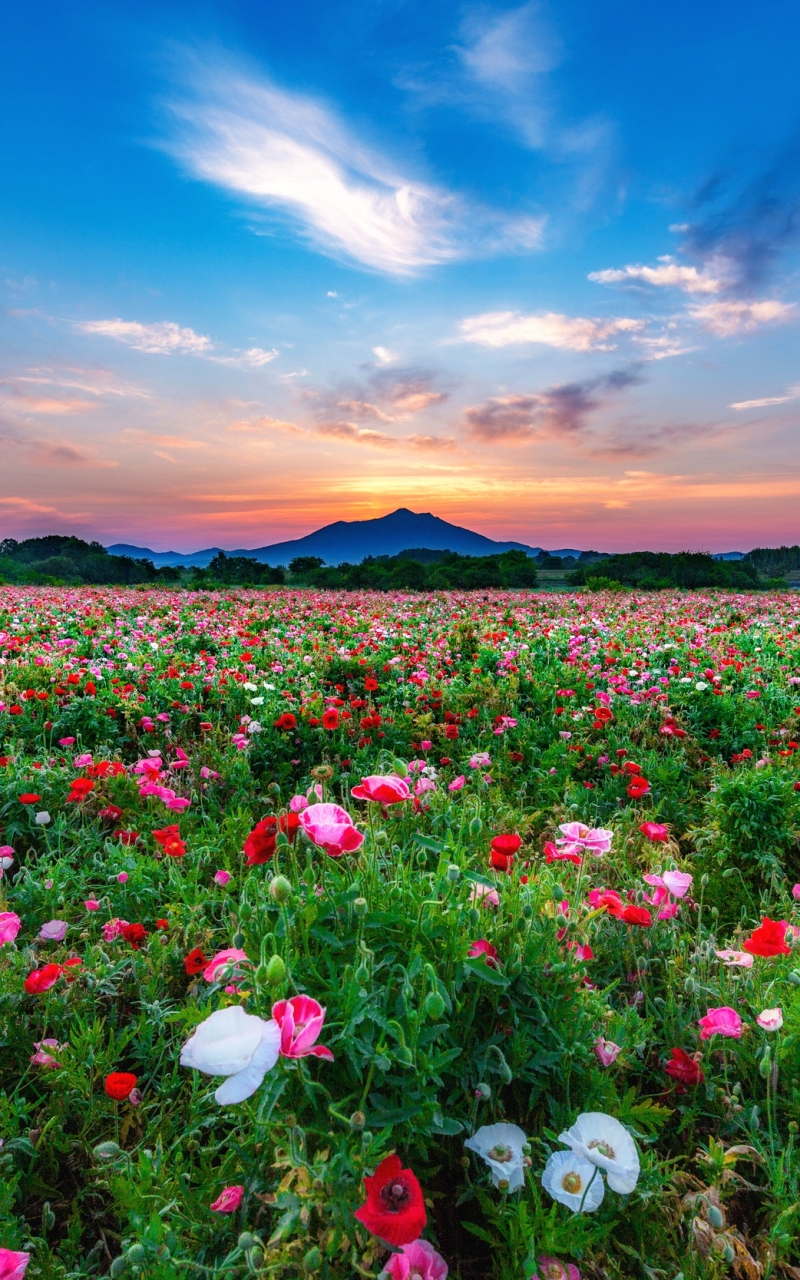 Download mobile wallpaper Landscape, Nature, Flower, Earth, Meadow, White Flower, Red Flower, Pink Flower for free.