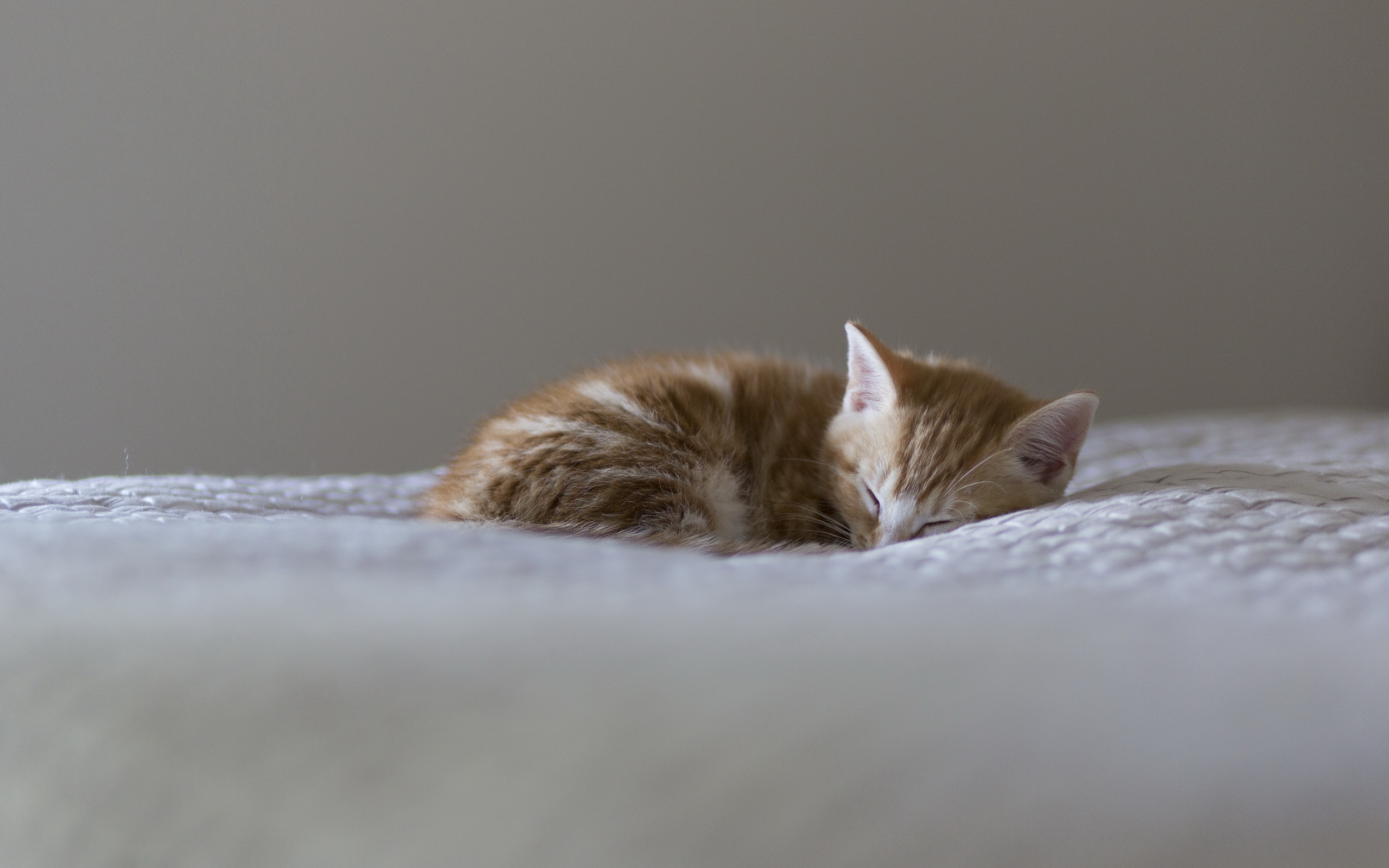 Baixe gratuitamente a imagem Animais, Gatos, Gato na área de trabalho do seu PC