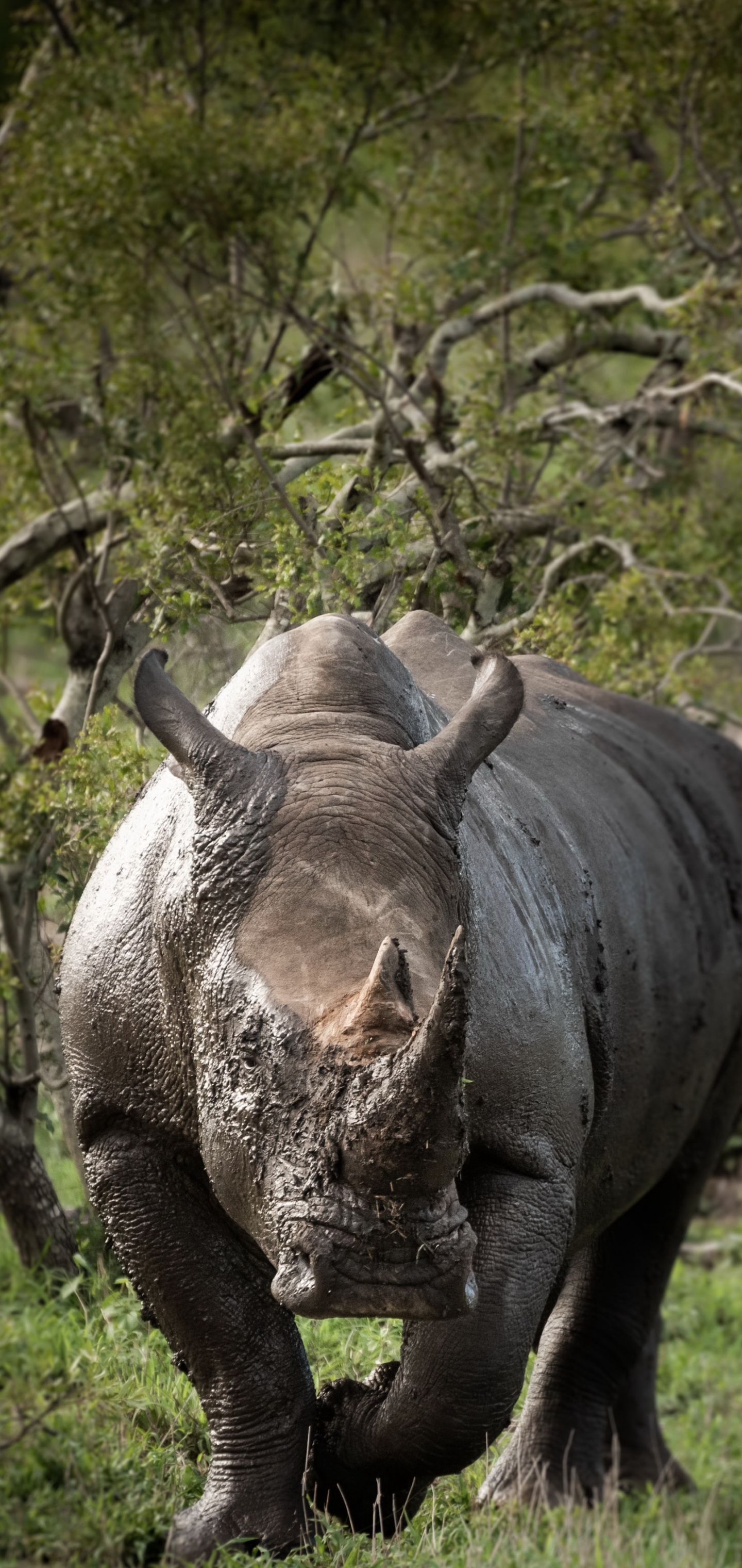 Скачать обои бесплатно Носорог, Животные картинка на рабочий стол ПК