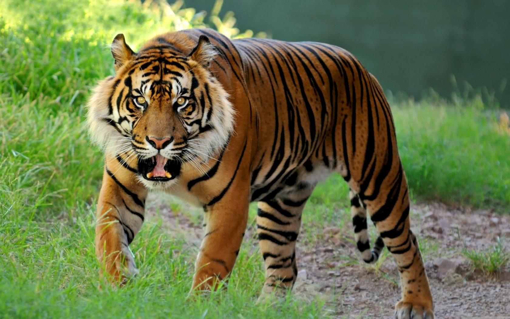 Скачать обои бесплатно Тигры, Животные картинка на рабочий стол ПК