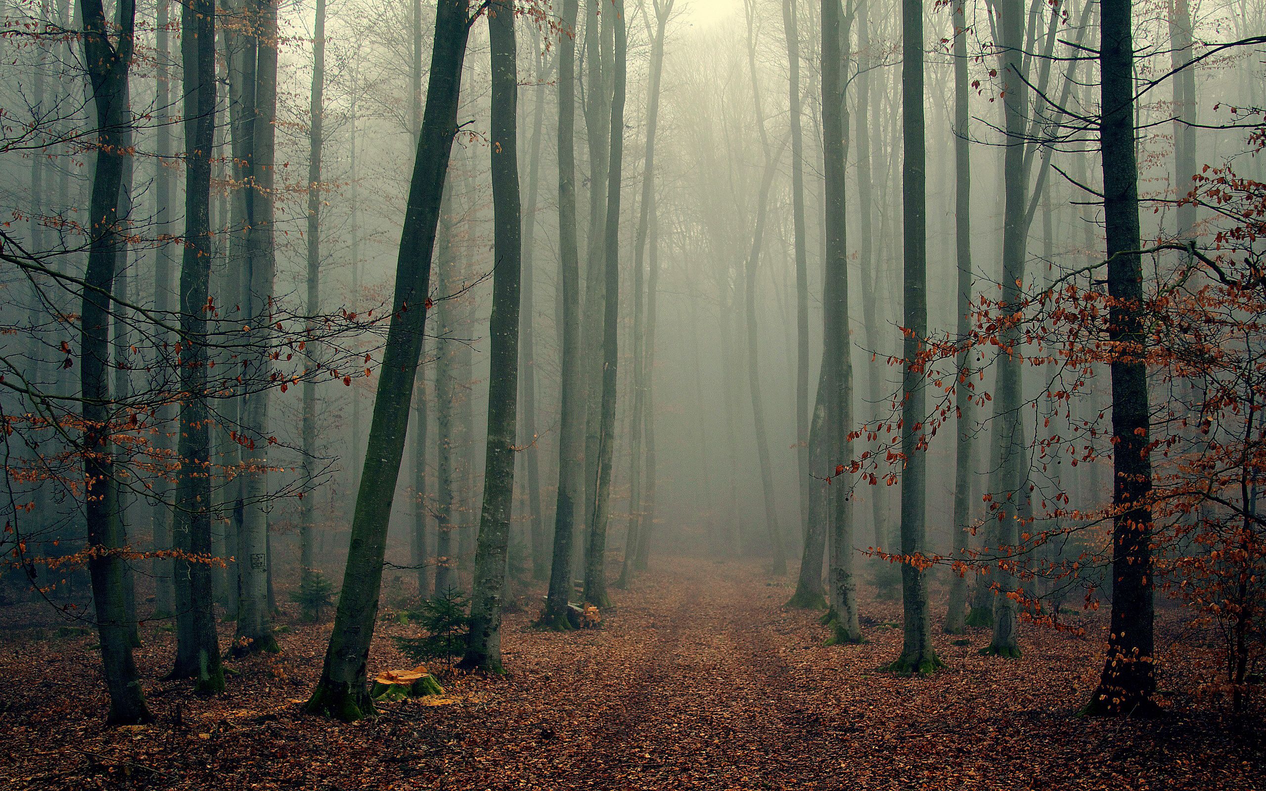 94435 скачать обои осень, листва, деревья, туман, природа, лес, прохлада - заставки и картинки бесплатно