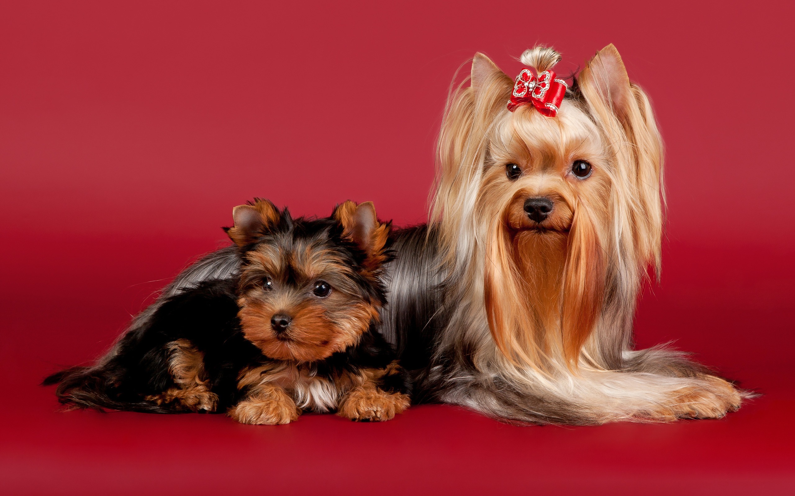 Téléchargez des papiers peints mobile Animaux, Chien gratuitement.