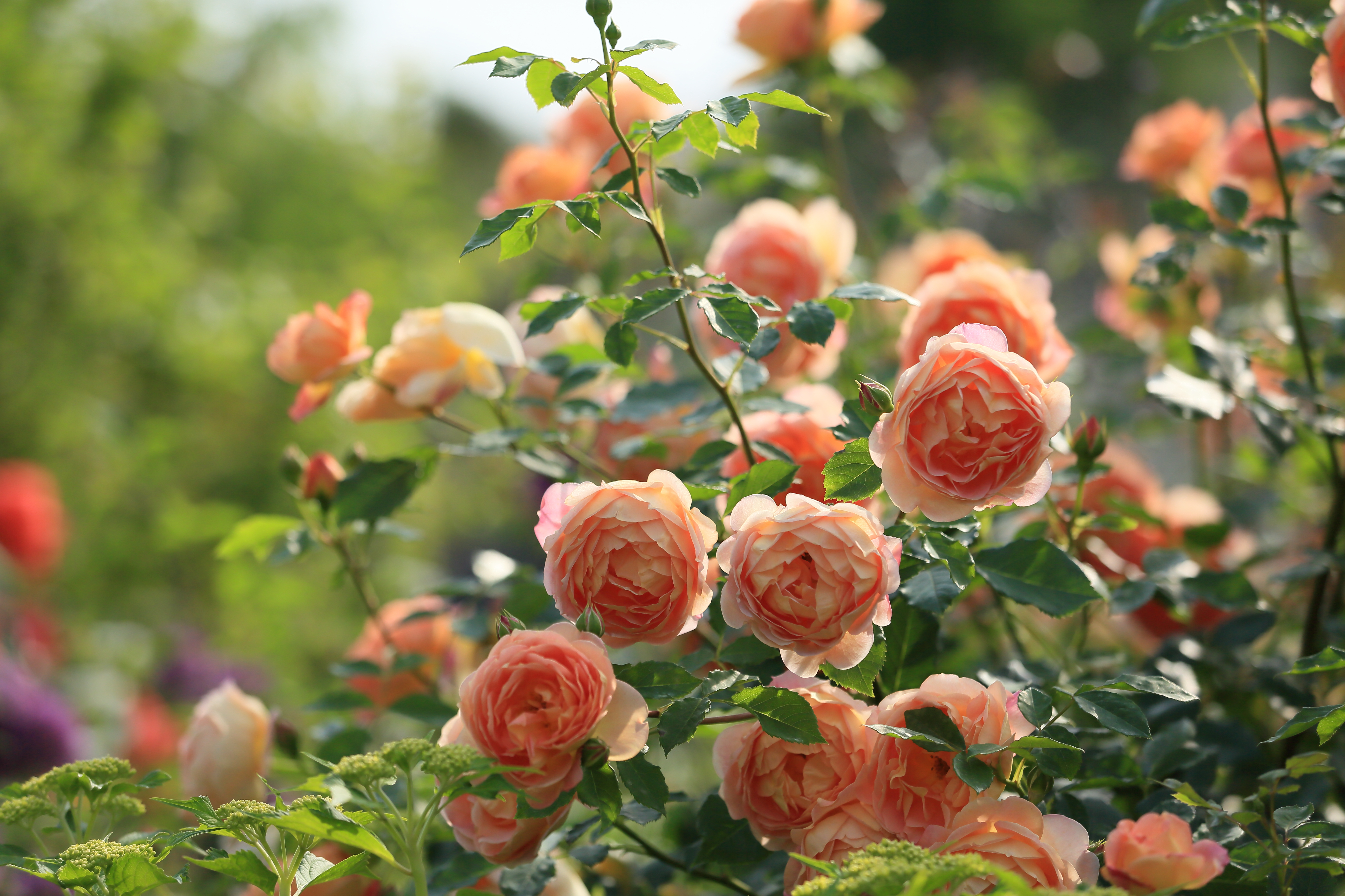 Скачать обои бесплатно Цветок, Роза, Боке, Земля/природа, Флауэрсы картинка на рабочий стол ПК