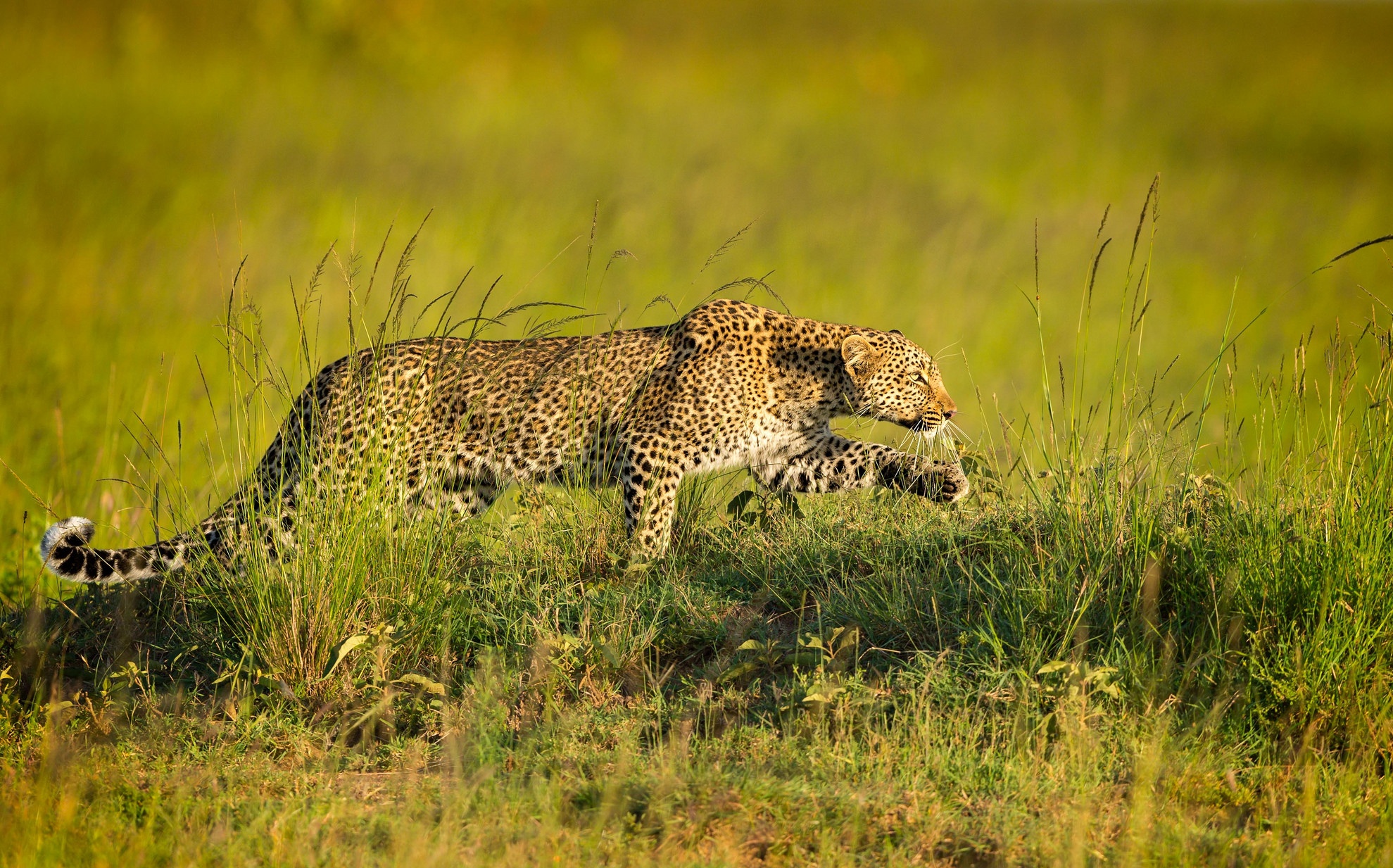 Laden Sie das Tiere, Katzen, Leopard-Bild kostenlos auf Ihren PC-Desktop herunter