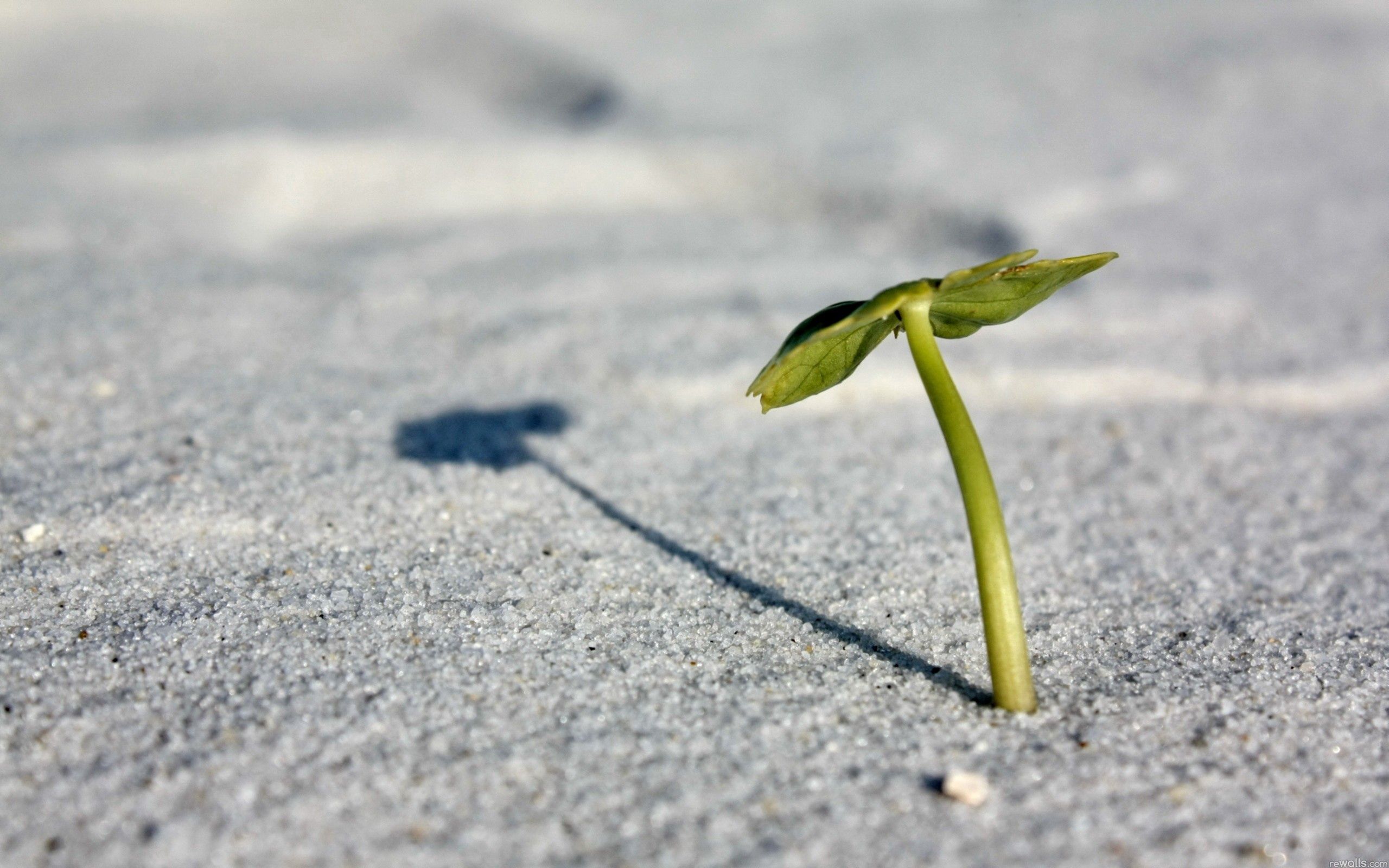 Download mobile wallpaper Sprout, Grass, Sand, Leaves, Macro for free.