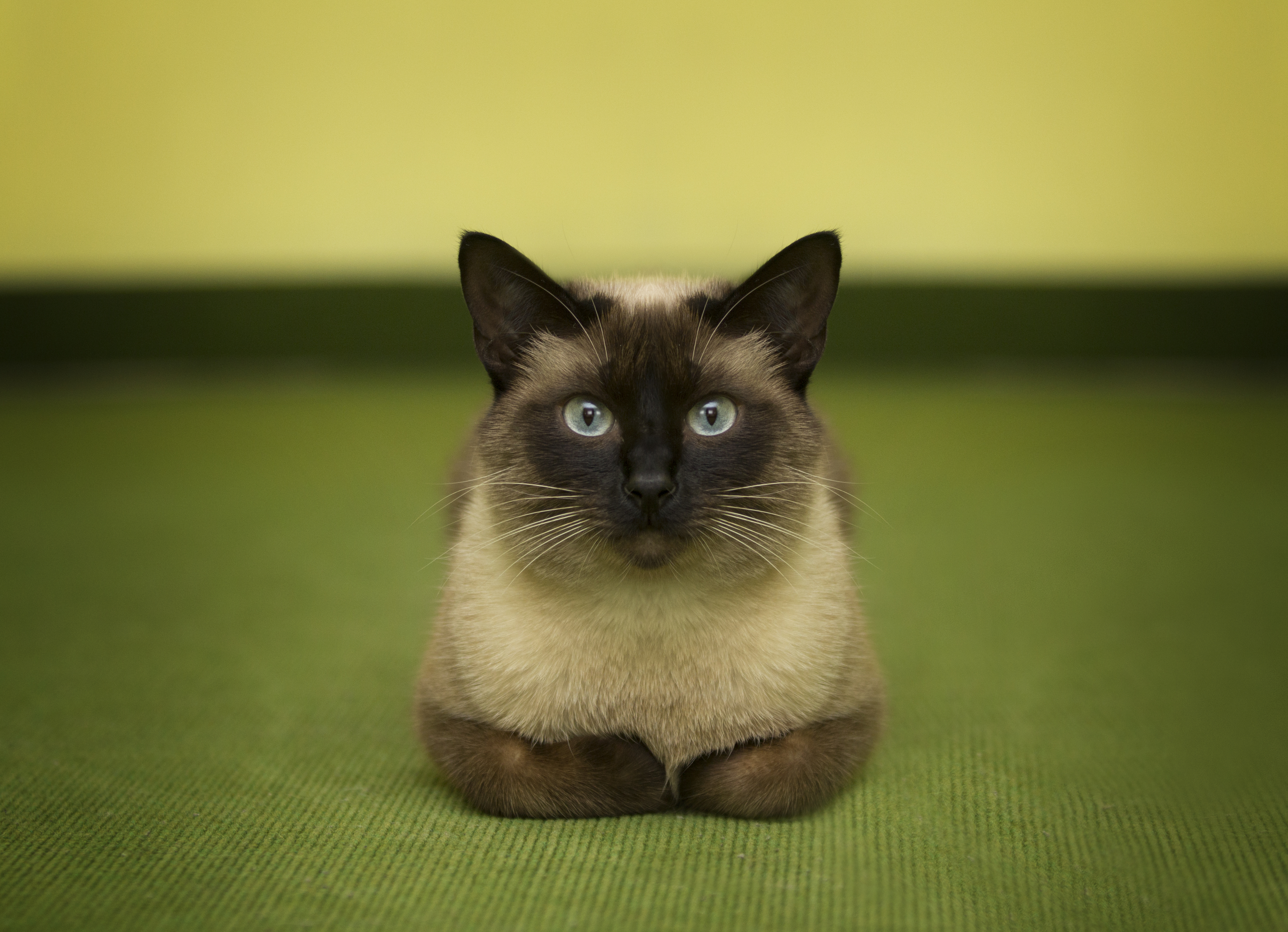 Siamese Cat HD Smartphone Background