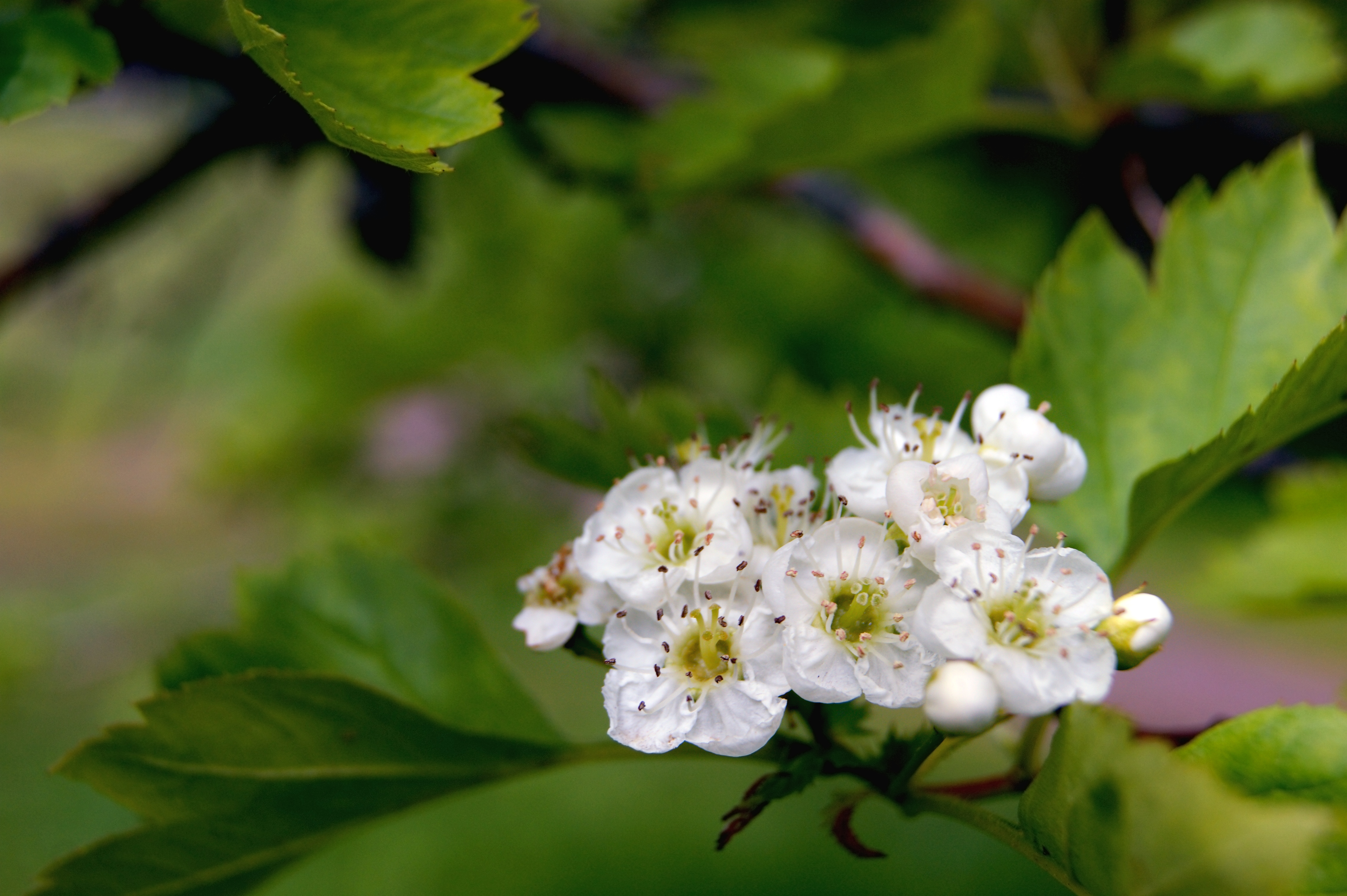 Free download wallpaper Nature, Flowers, Flower, Close Up, Earth, Cherry Blossom, White Flower, Blossom on your PC desktop