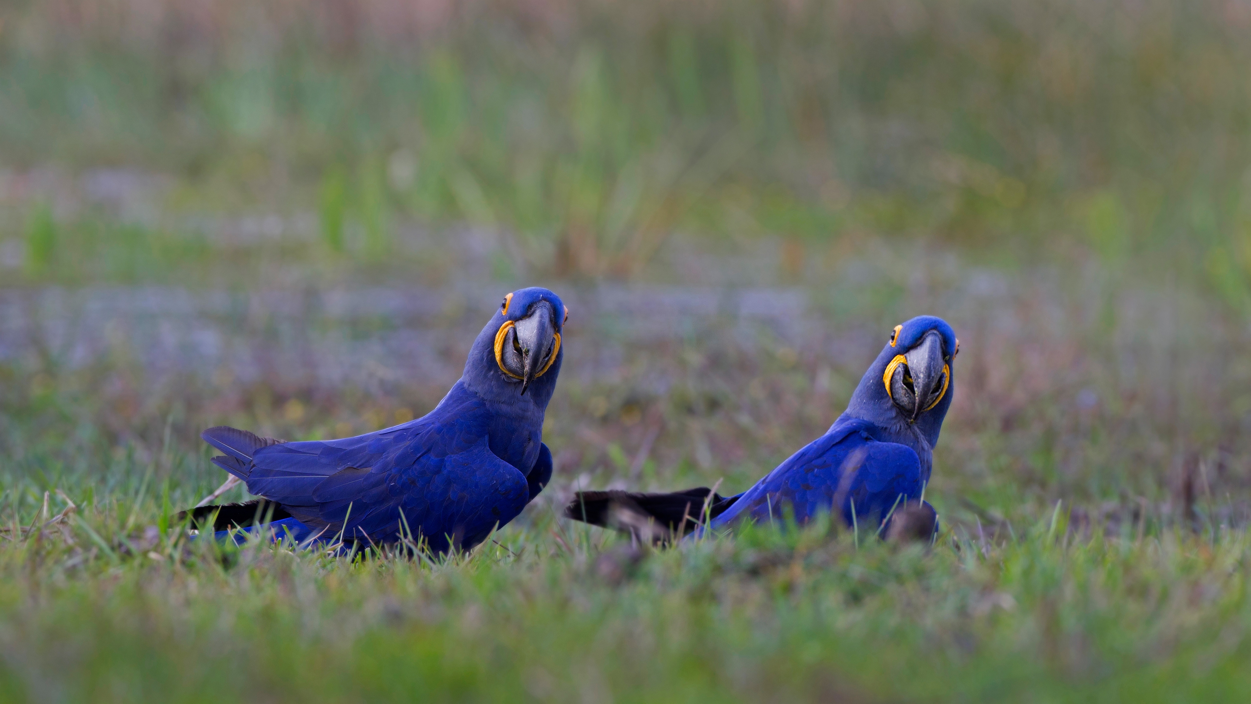 animal, hyacinth macaw, bird, birds