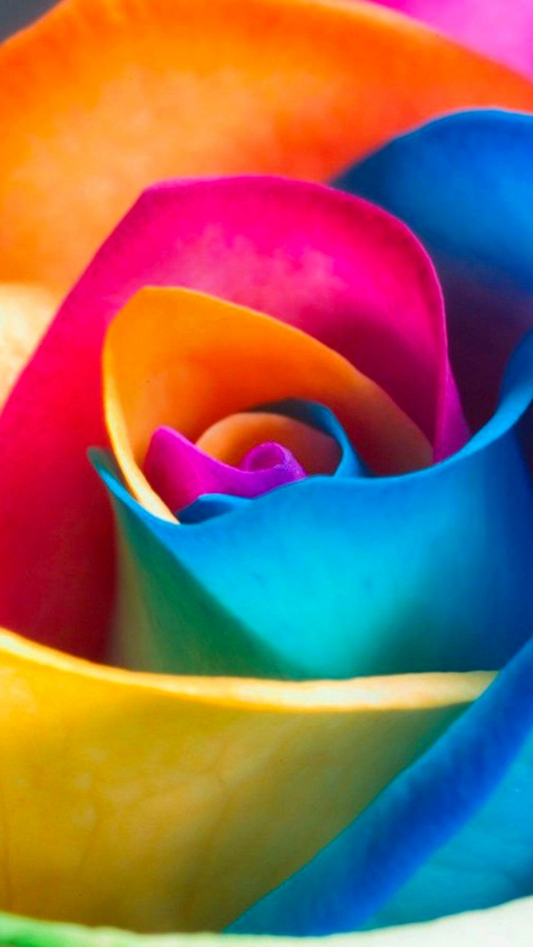 Téléchargez des papiers peints mobile Fleurs, Rose, Fleur, Coloré, Terre/nature gratuitement.