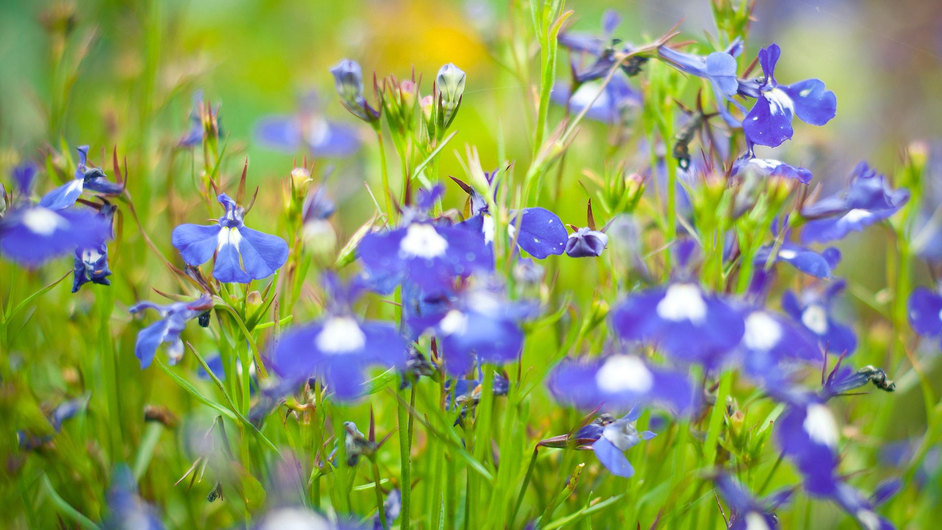 Free download wallpaper Flowers, Summer, Greens, Meadow on your PC desktop