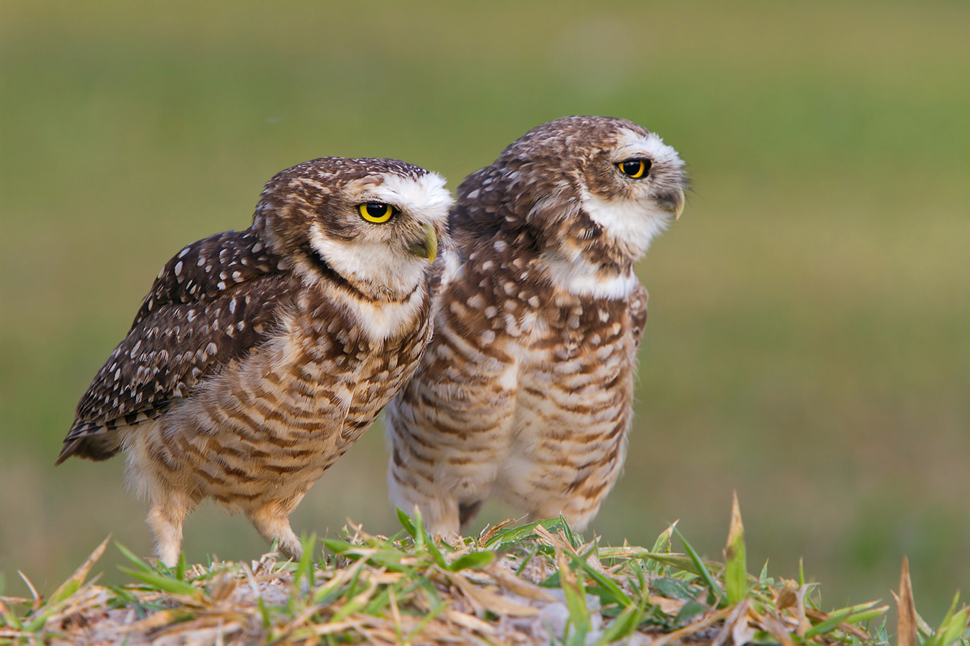 Téléchargez gratuitement l'image Animaux, Hibou, Des Oiseaux sur le bureau de votre PC