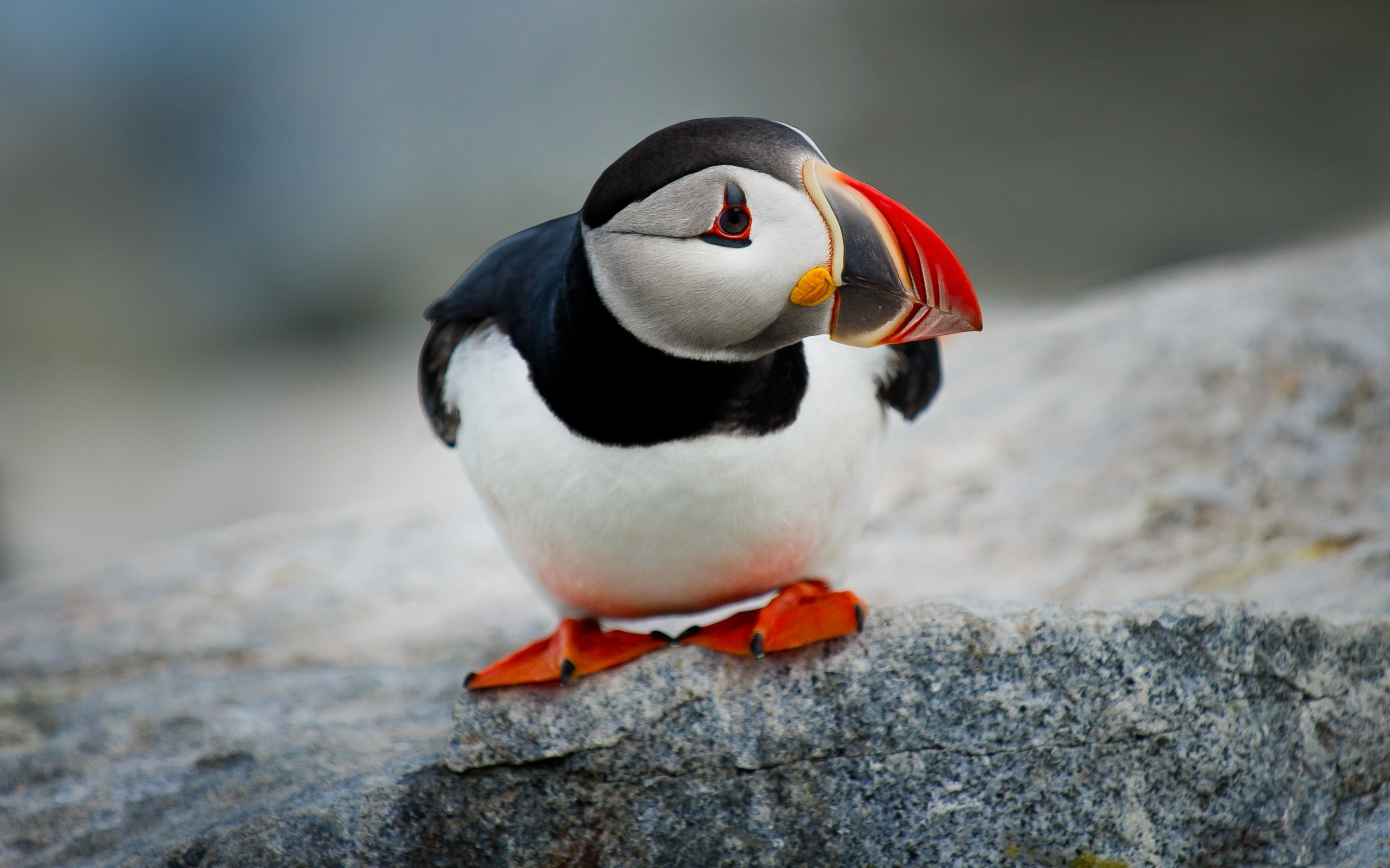 Download mobile wallpaper Bird, Animal, Puffin for free.