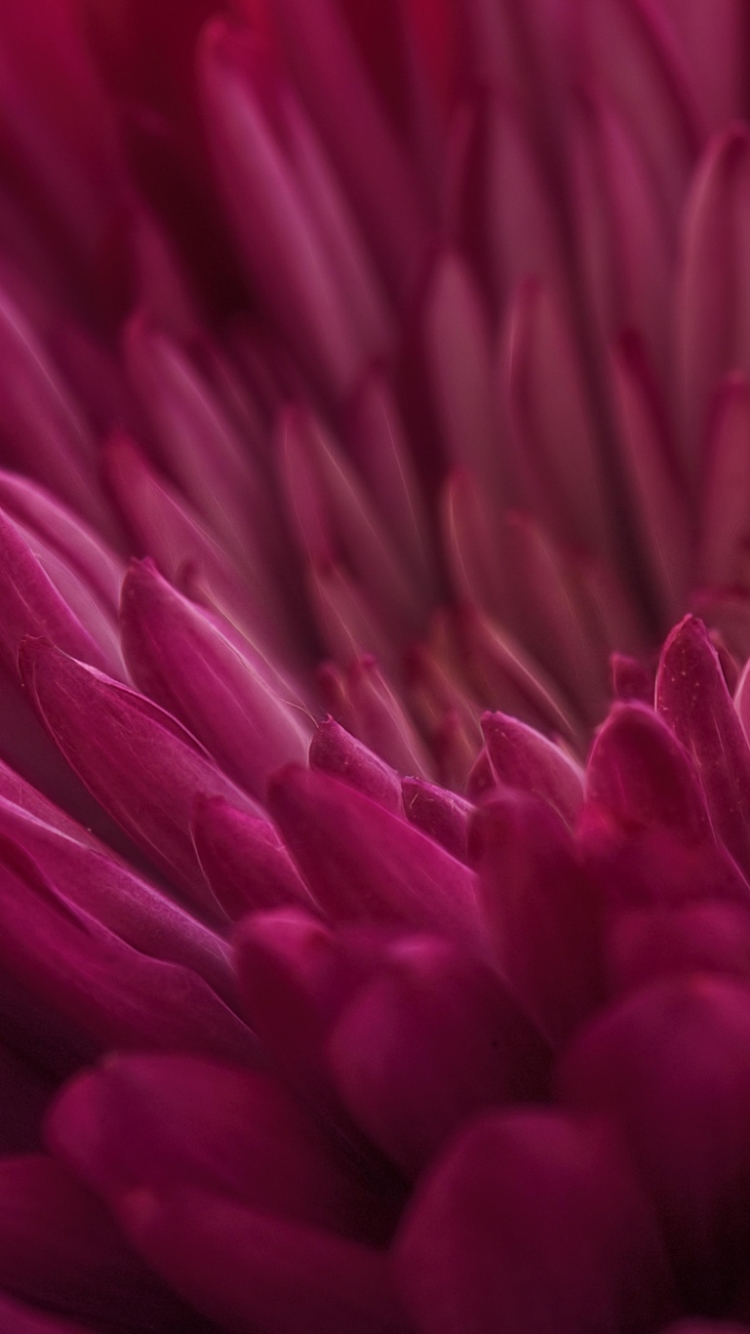 Descarga gratuita de fondo de pantalla para móvil de Flores, Flor, Macro, Flor Purpura, Tierra/naturaleza, Macrofotografía.