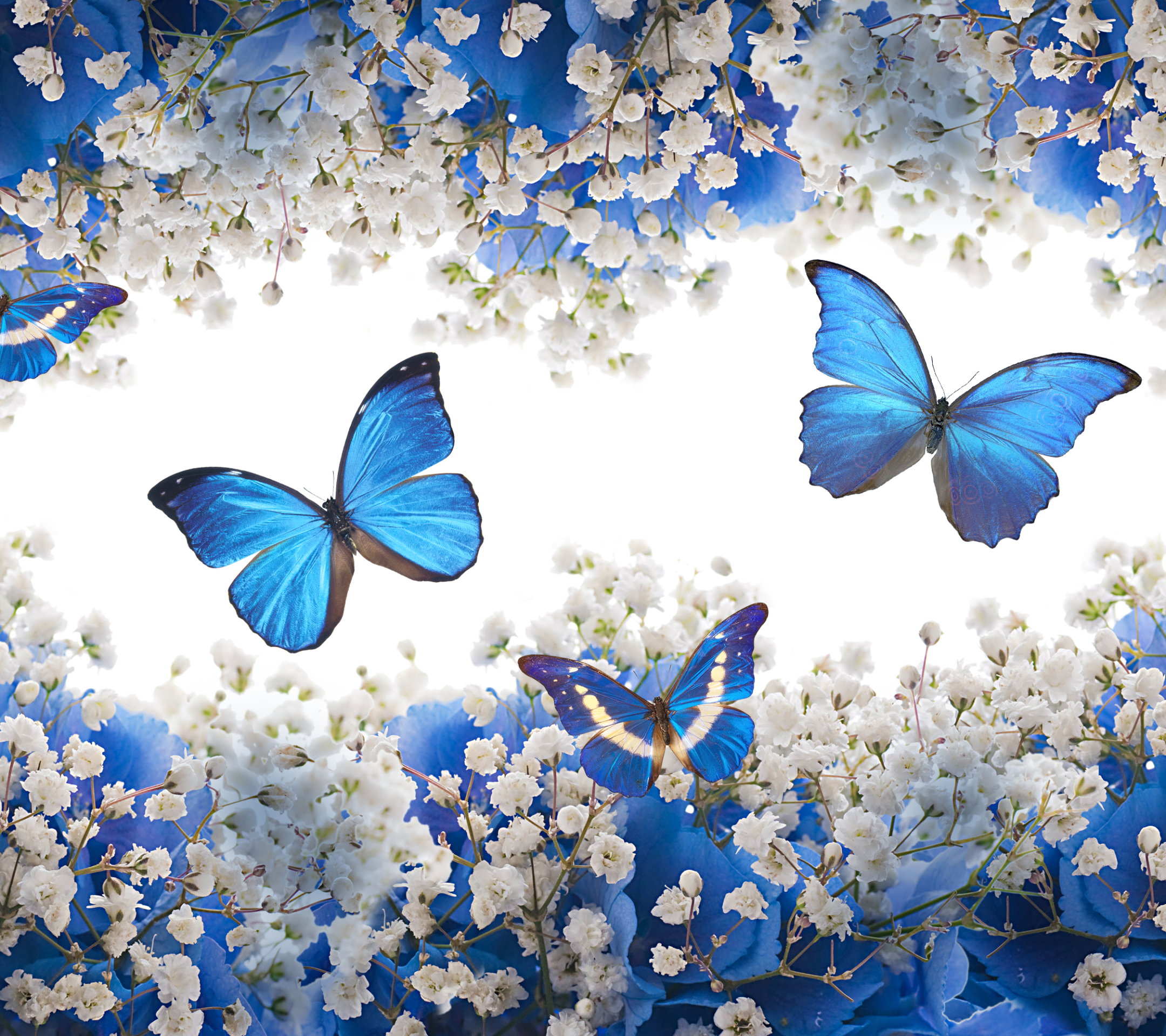 Скачать обои бесплатно Цветок, Синий, Бабочка, Белый Цветок, Художественные картинка на рабочий стол ПК